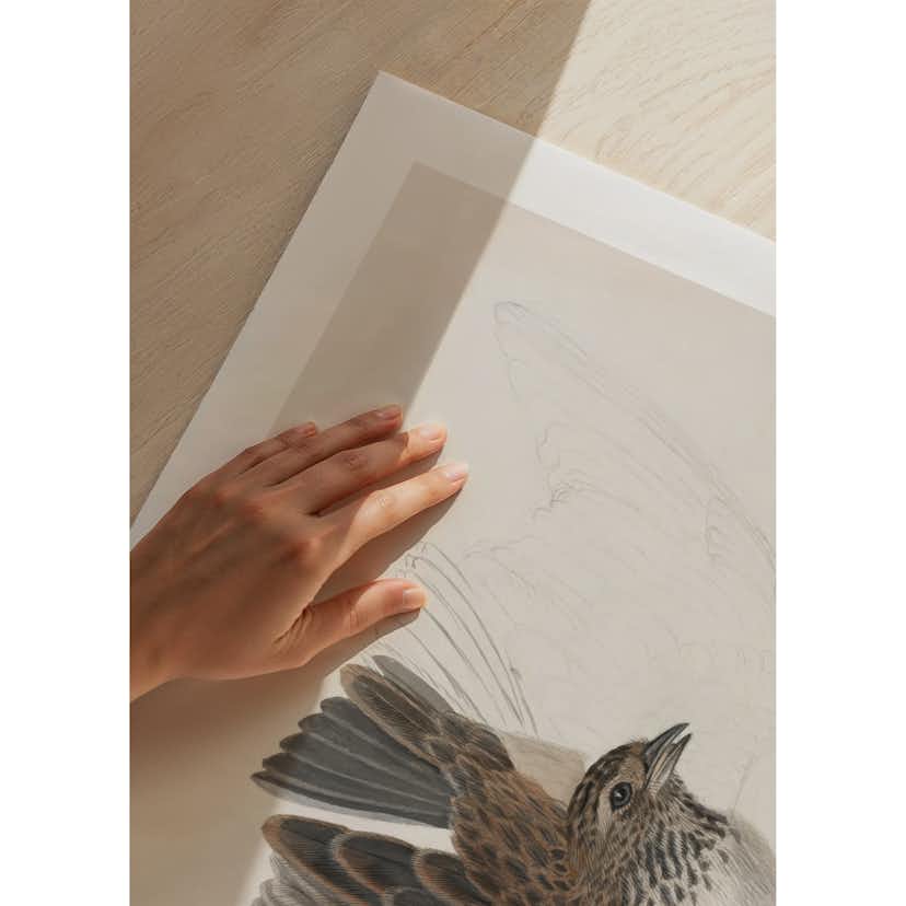 Poster Gallerix A Bird With Wings Spread By James Sowerby