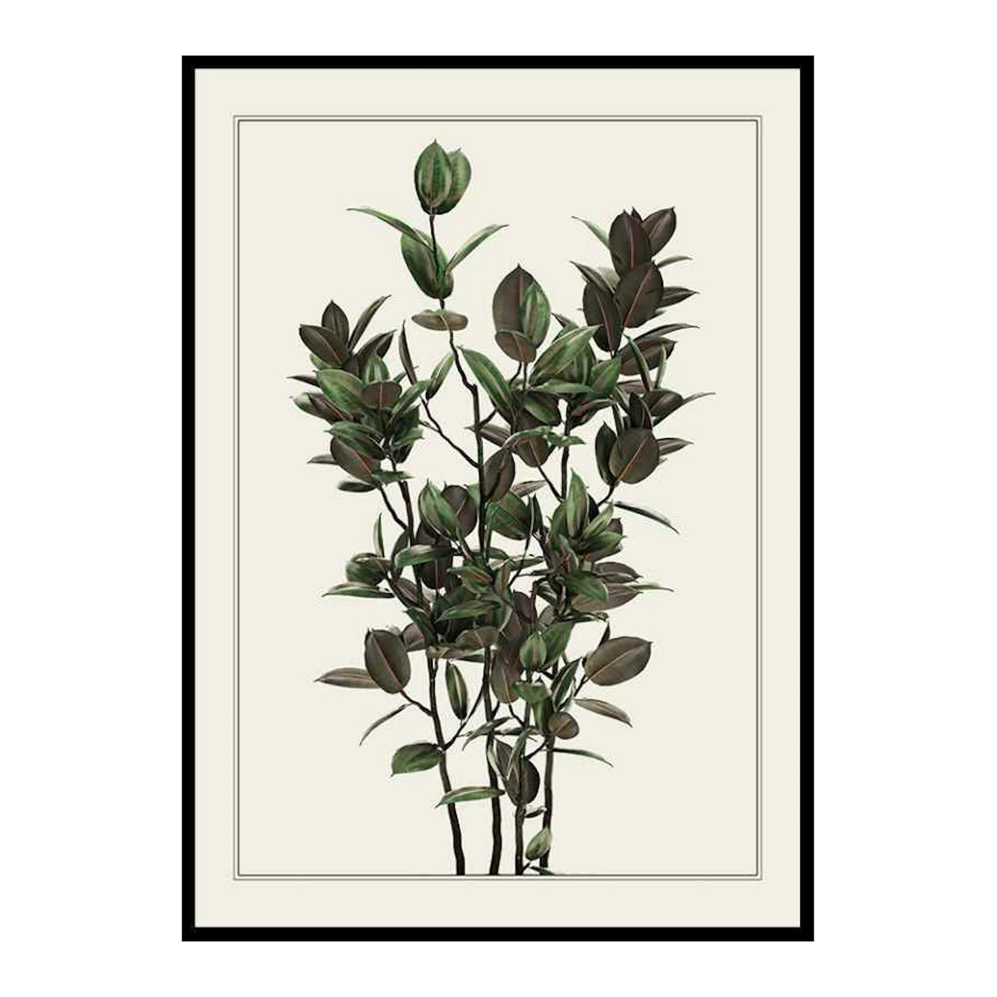Ficus Robusta 30x40 cm