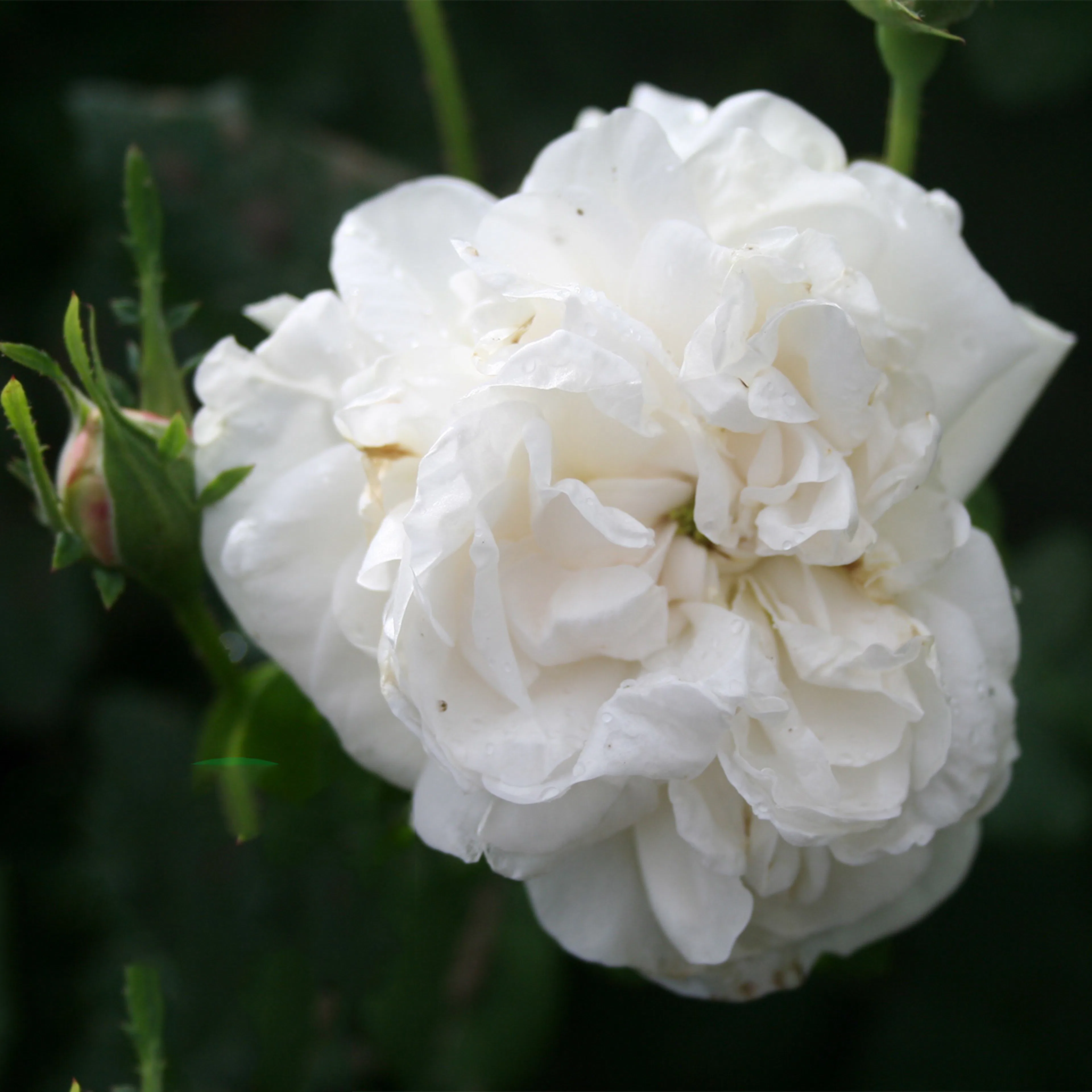 Rosa "Madame Plantier", 10-pack 10-pack