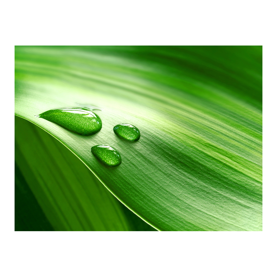 Fototapet Arkiio Leaf Och Tre Droppar Vatten