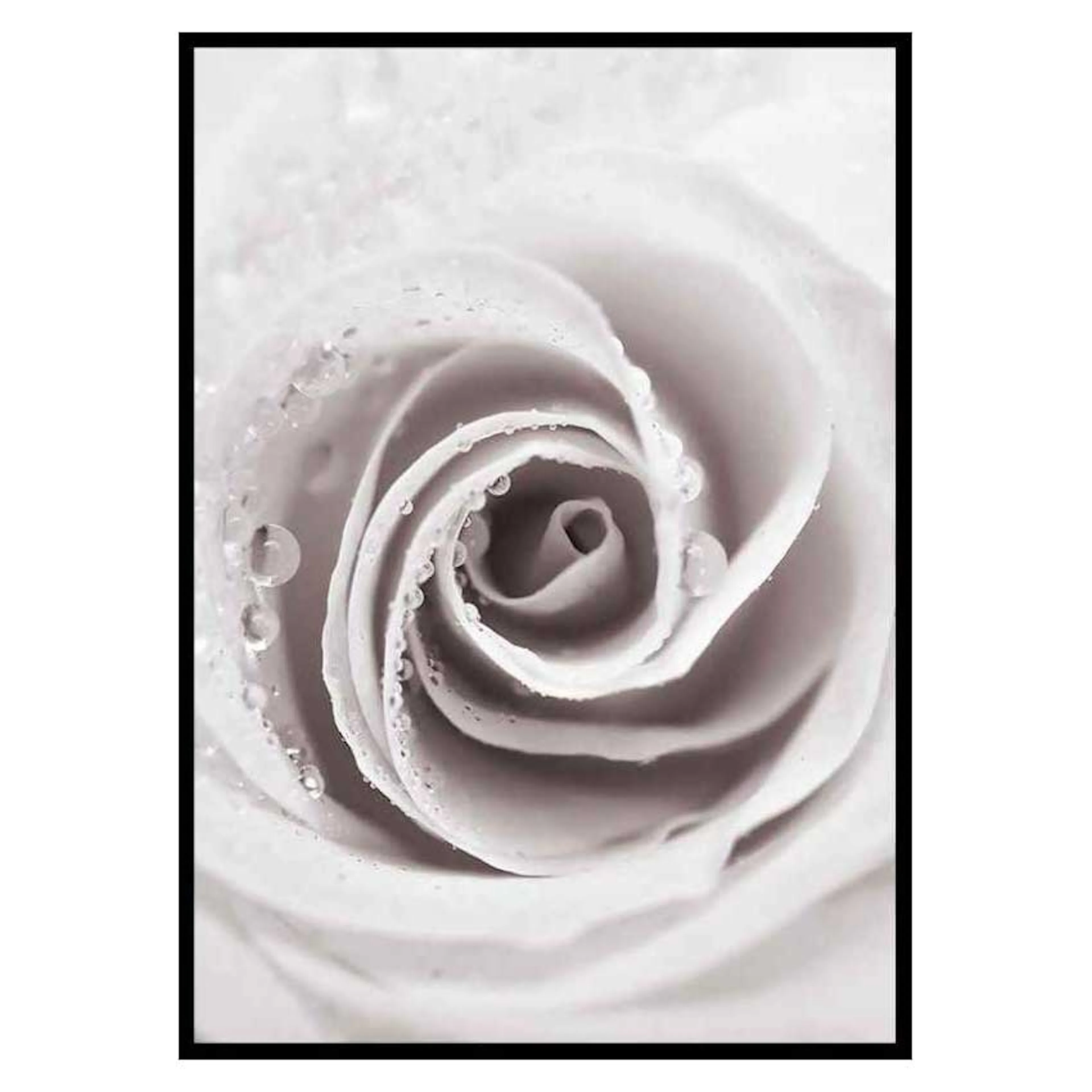 Poster Gallerix Bright Pink Rose No1