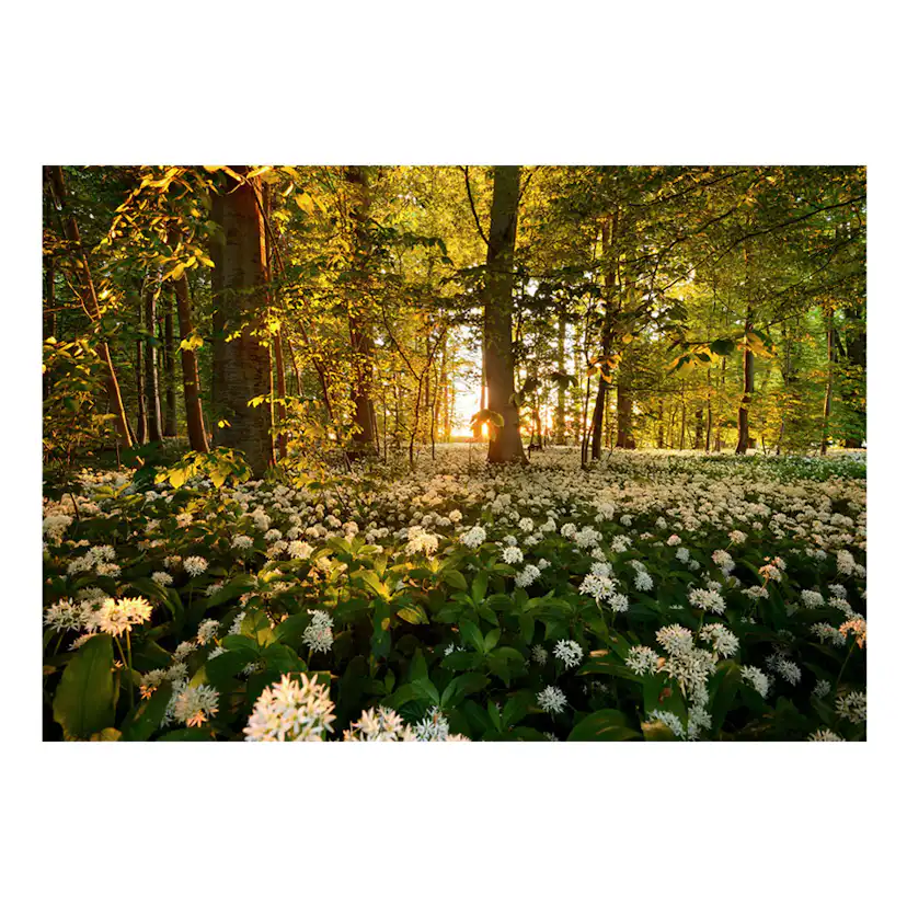 Fototapet Arkiio Forest Flora