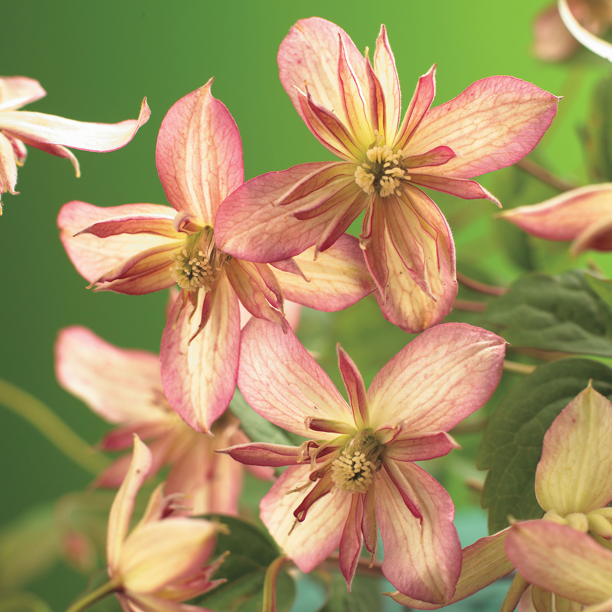 Klätterväxt Atragene Klematis Omnia Garden Marjorie 40-60 cm