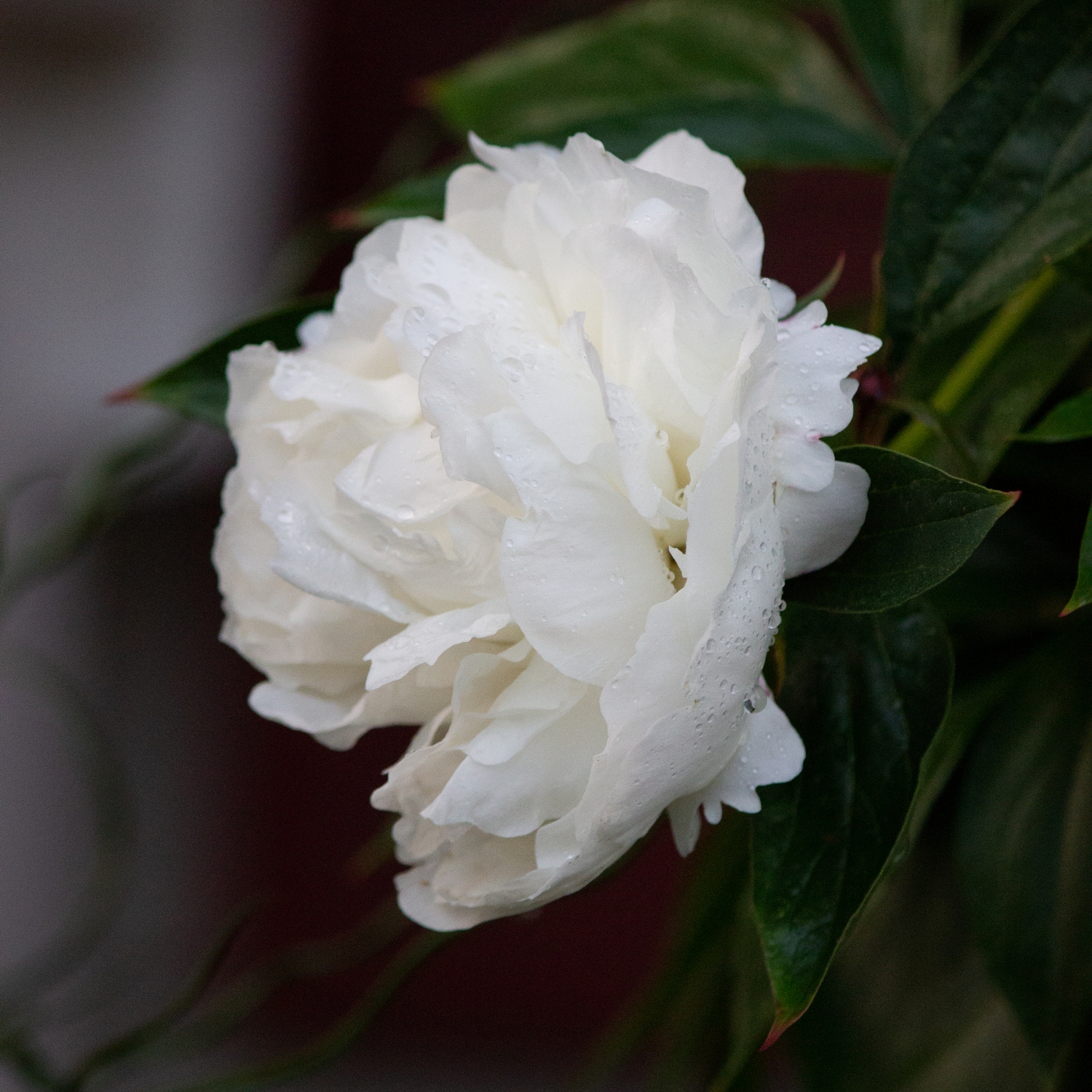 Luktpion Omnia Garden Shirley Temple