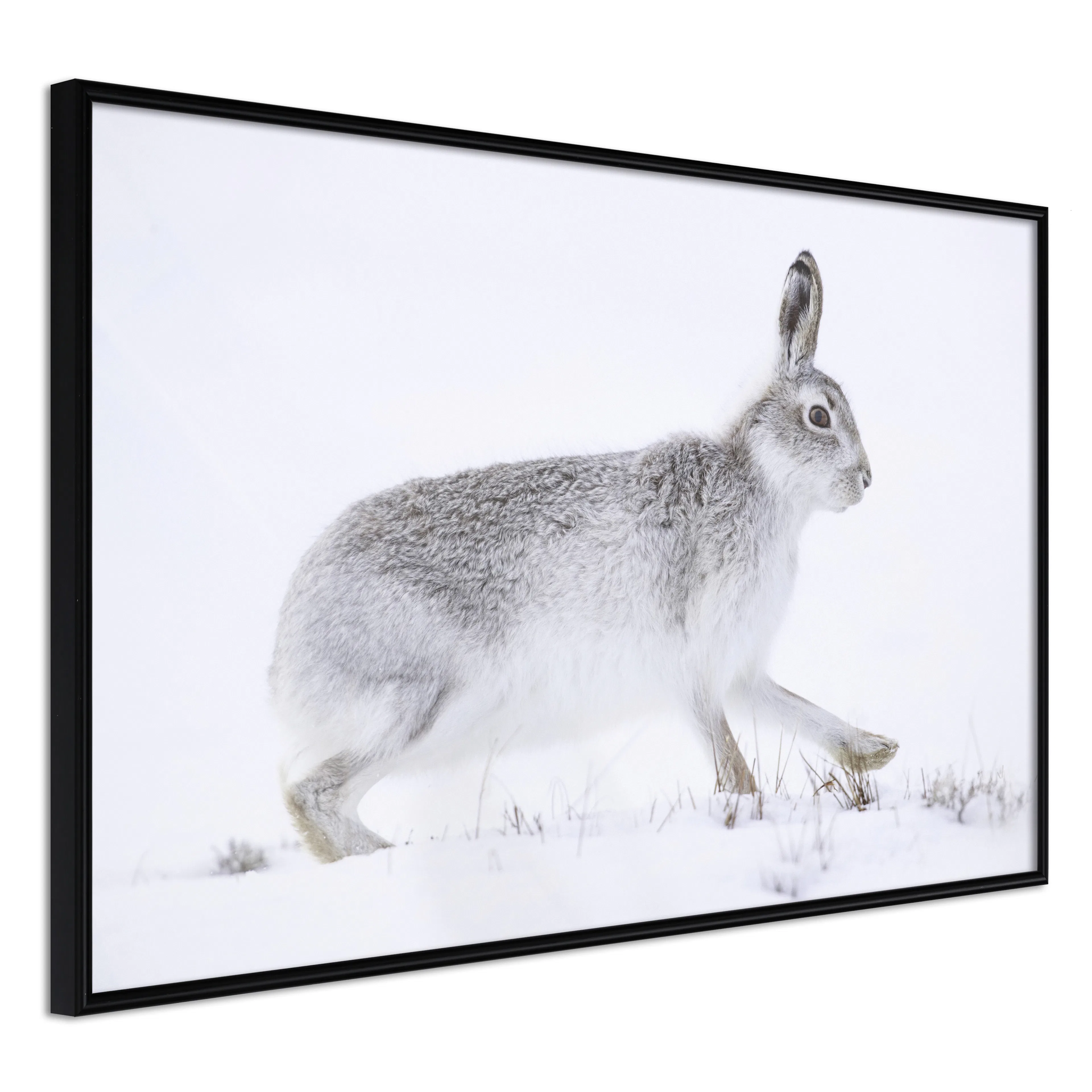 Affisch - Rabbit 60x40 Svart ram, 60x40 cm