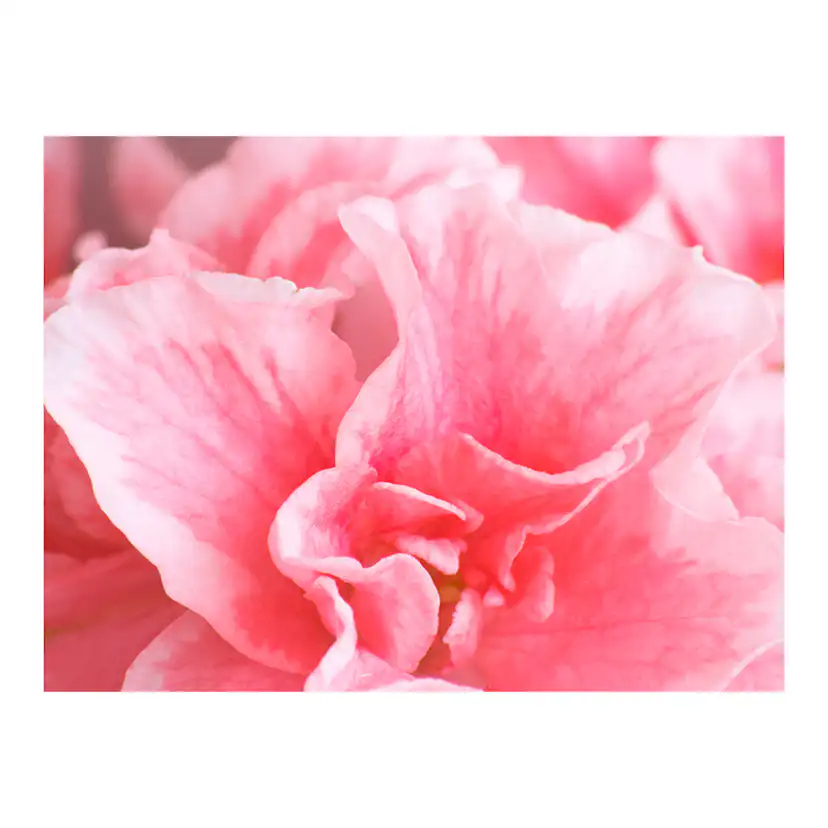 Fototapet Arkiio Rosa Azalea Blommor