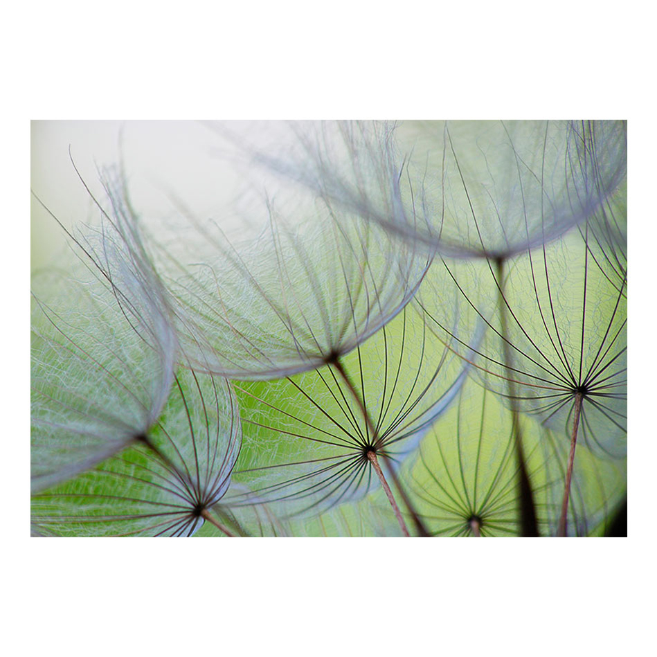 Fototapet Arkiio Fleeting moments 100x70 Storlek: 100x70 cm