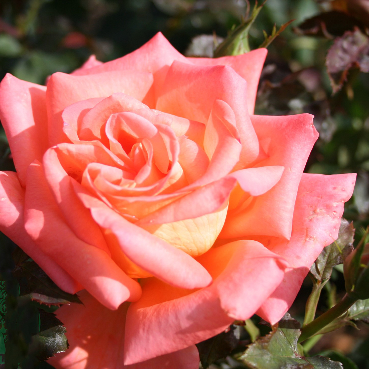 Storblommig Rabattros Omnia Garden Victor Borge