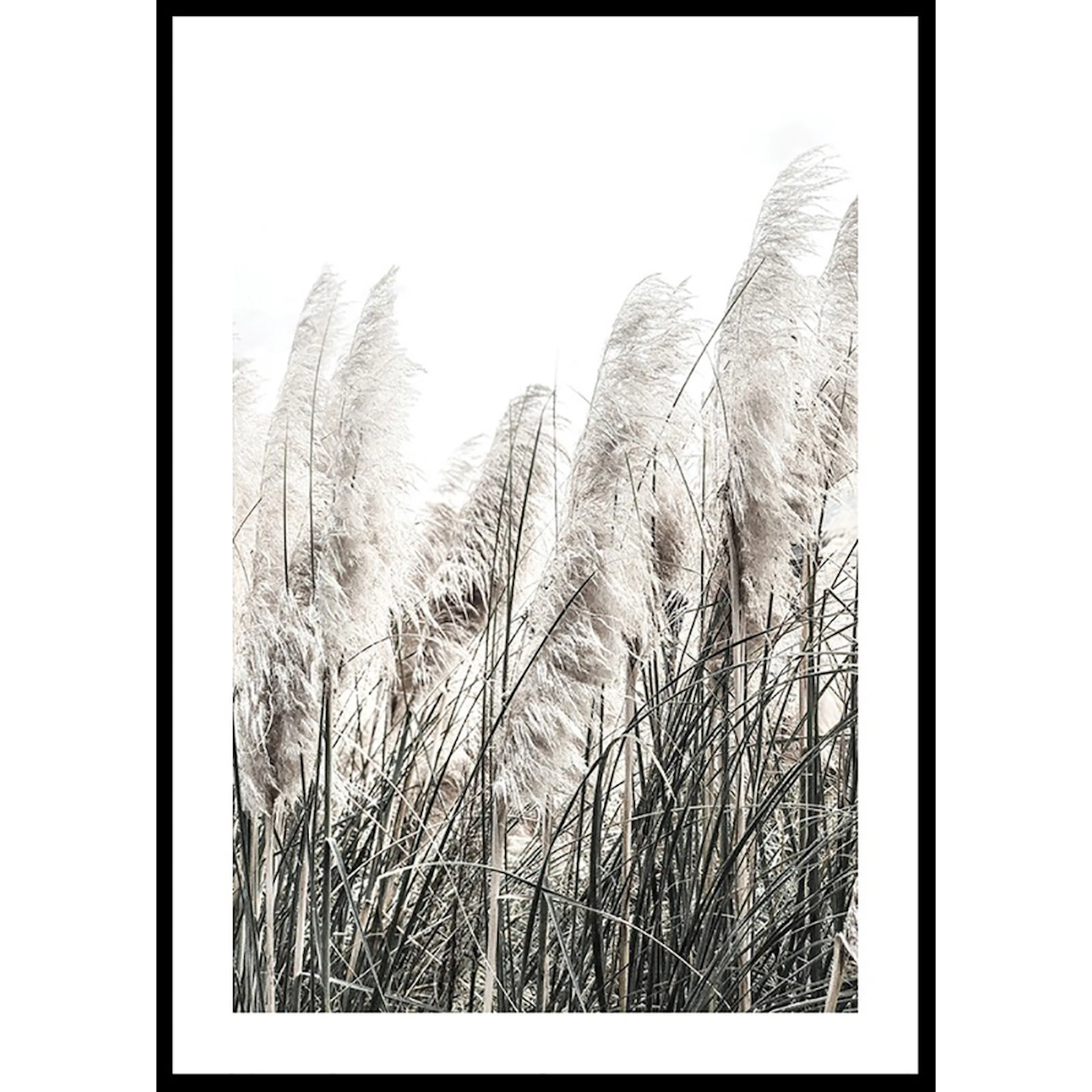 Poster Gallerix Wild Grass Tall