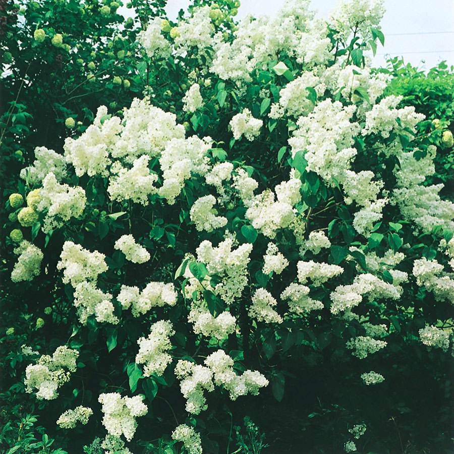 Prydnadsbuske Omnia Garden Vit Bondsyrén