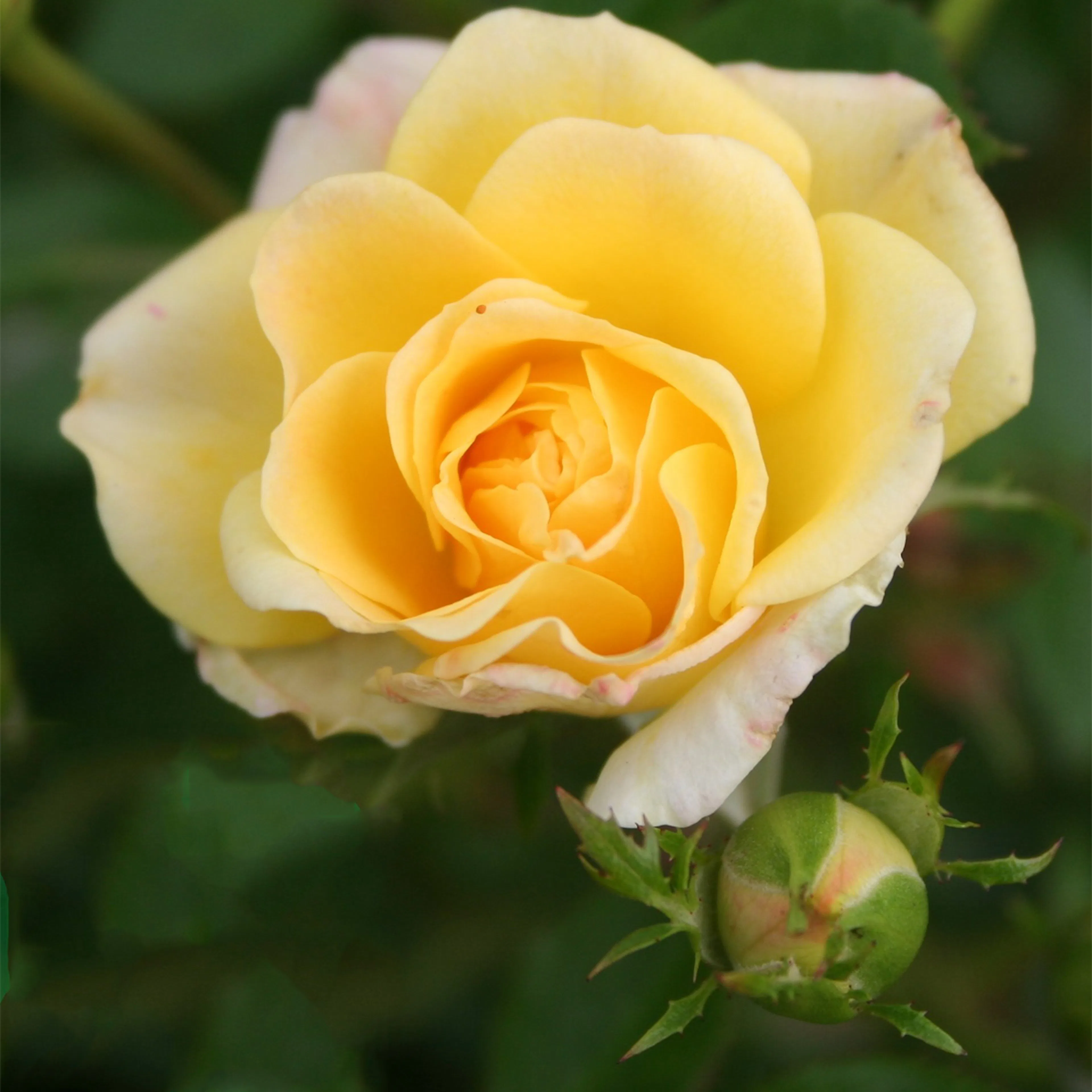 Rosa "Yellow Fairy", 1-pack 1-pack