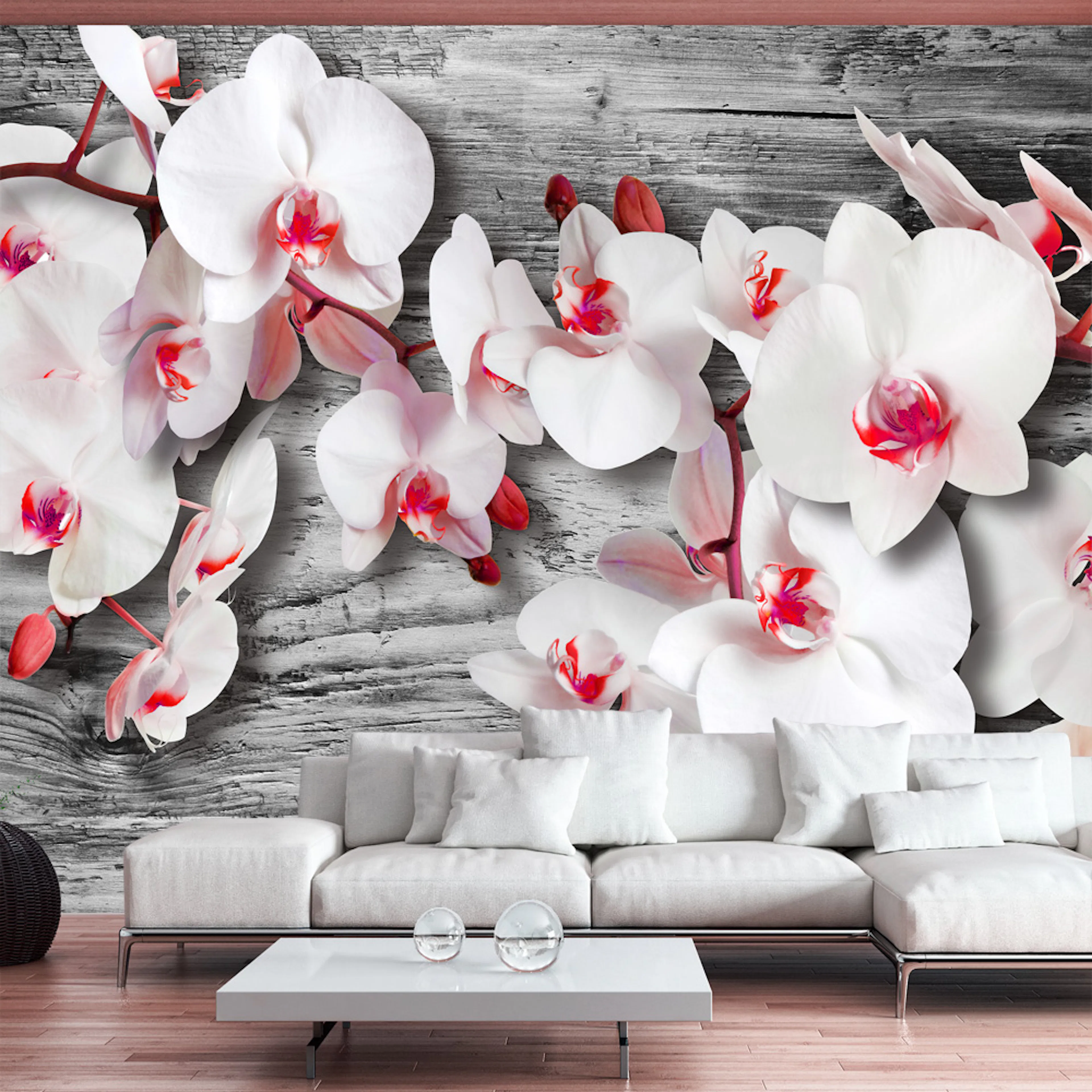 Fototapet Arkiio Callous Orchids