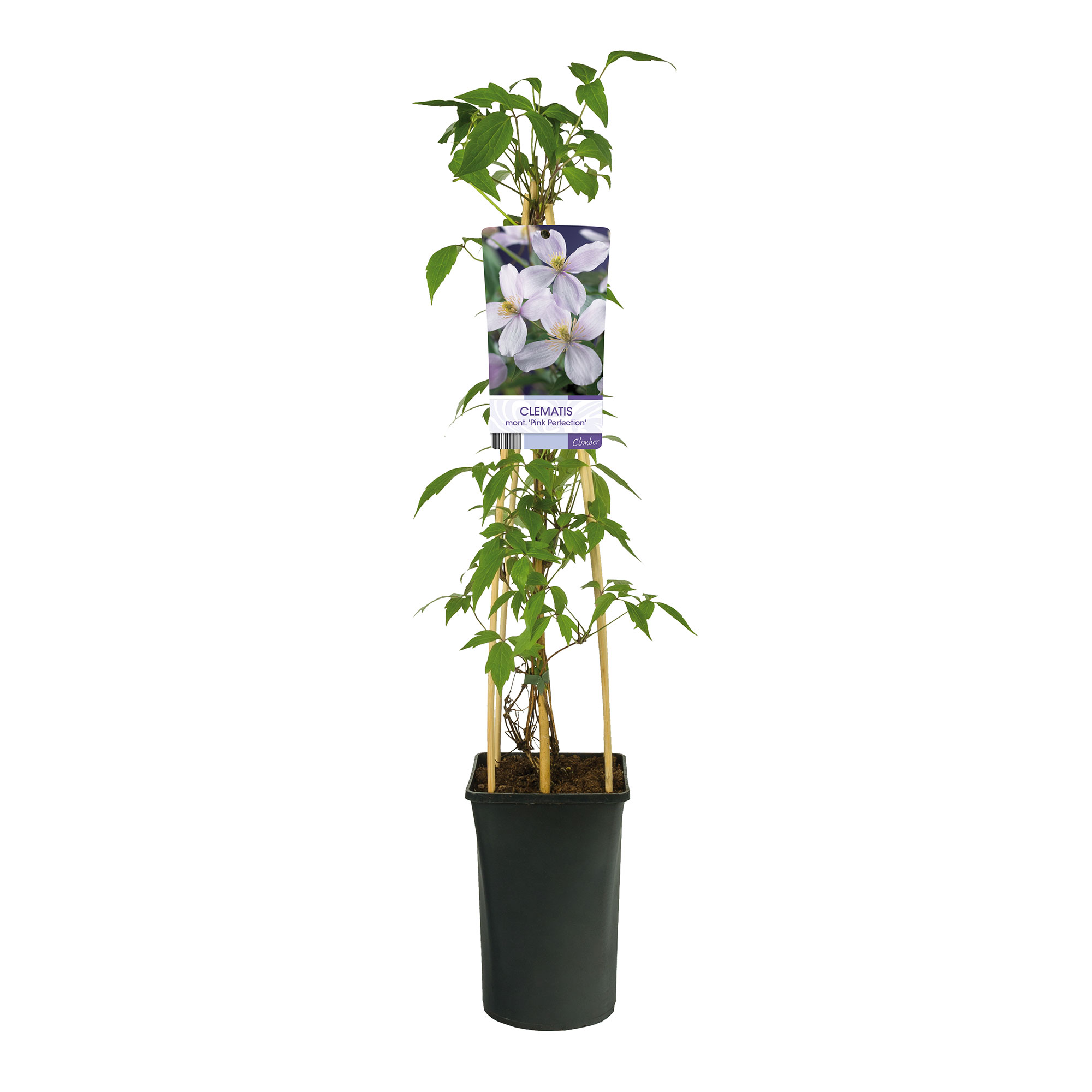 Klätterväxt Klematis Omnia Garden Pink Perfection 40-60 cm