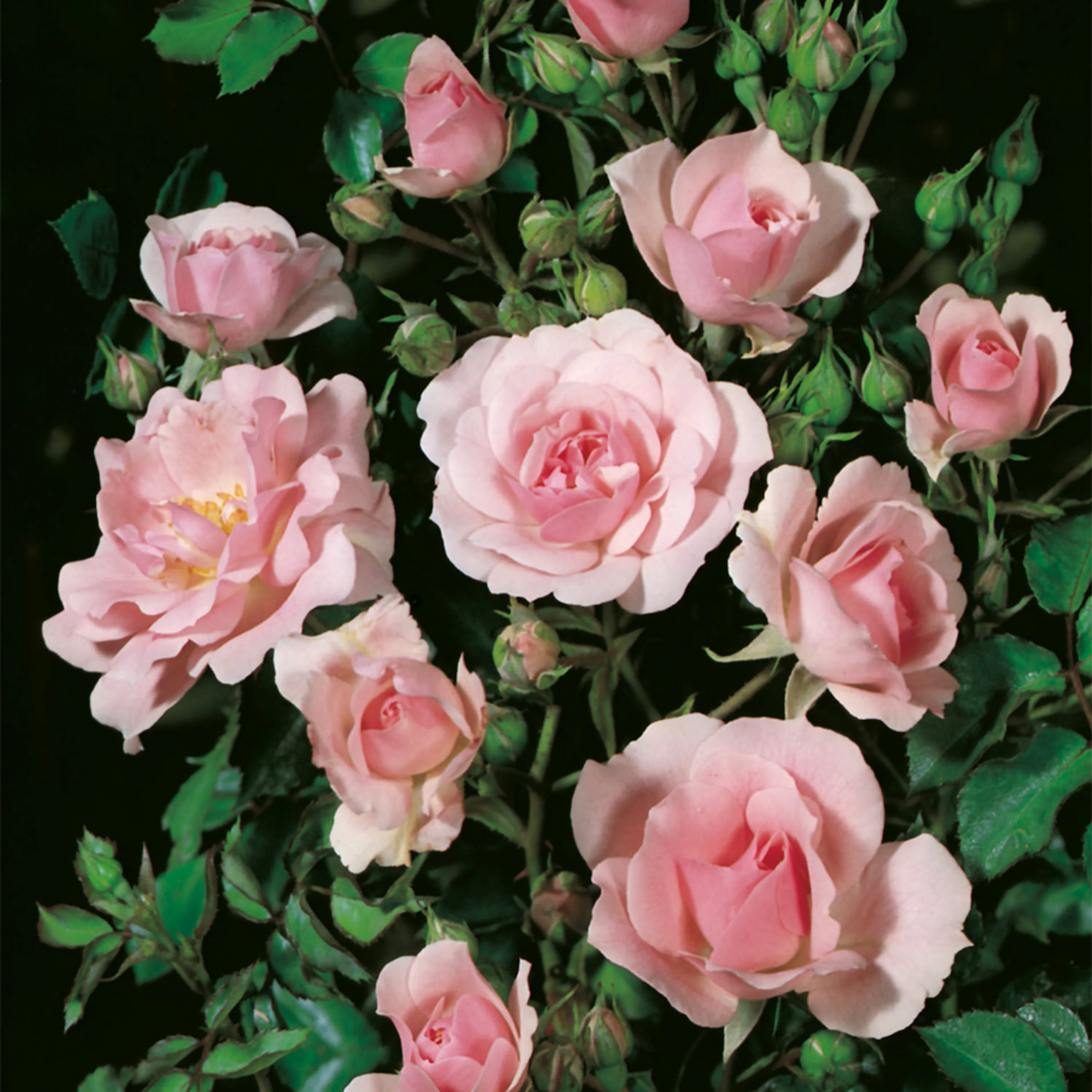 Rosa "Bonica", 1-pack 1-pack
