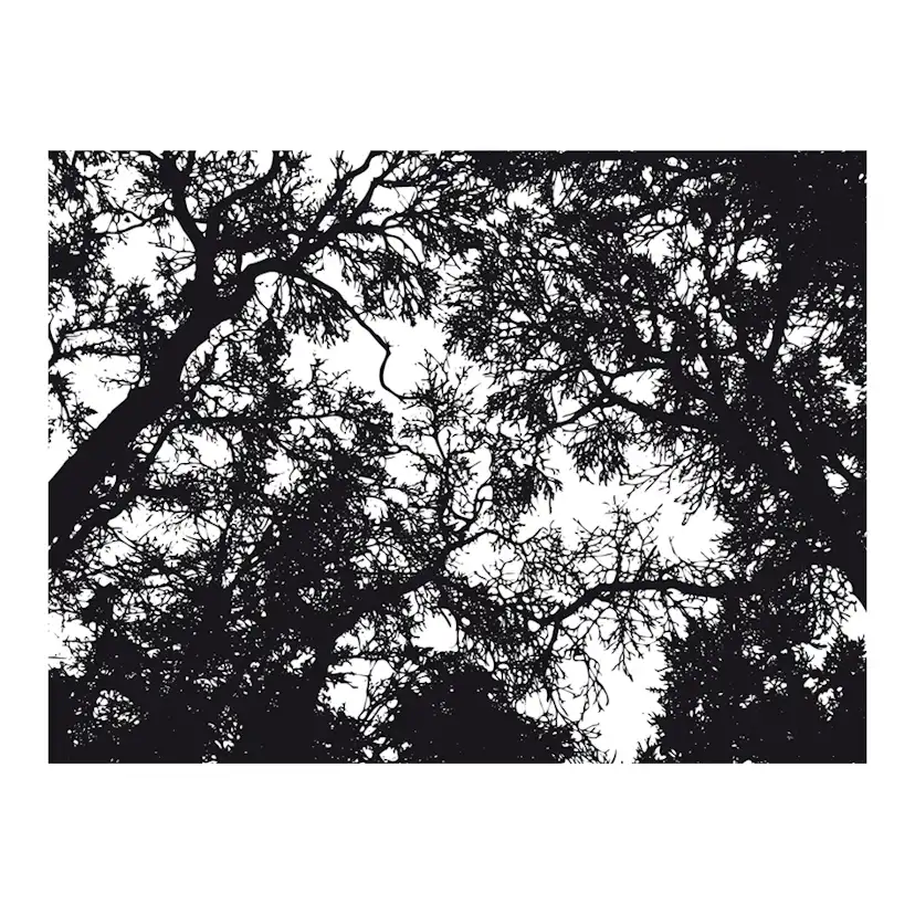 Fototapet Arkiio Bleak Forest