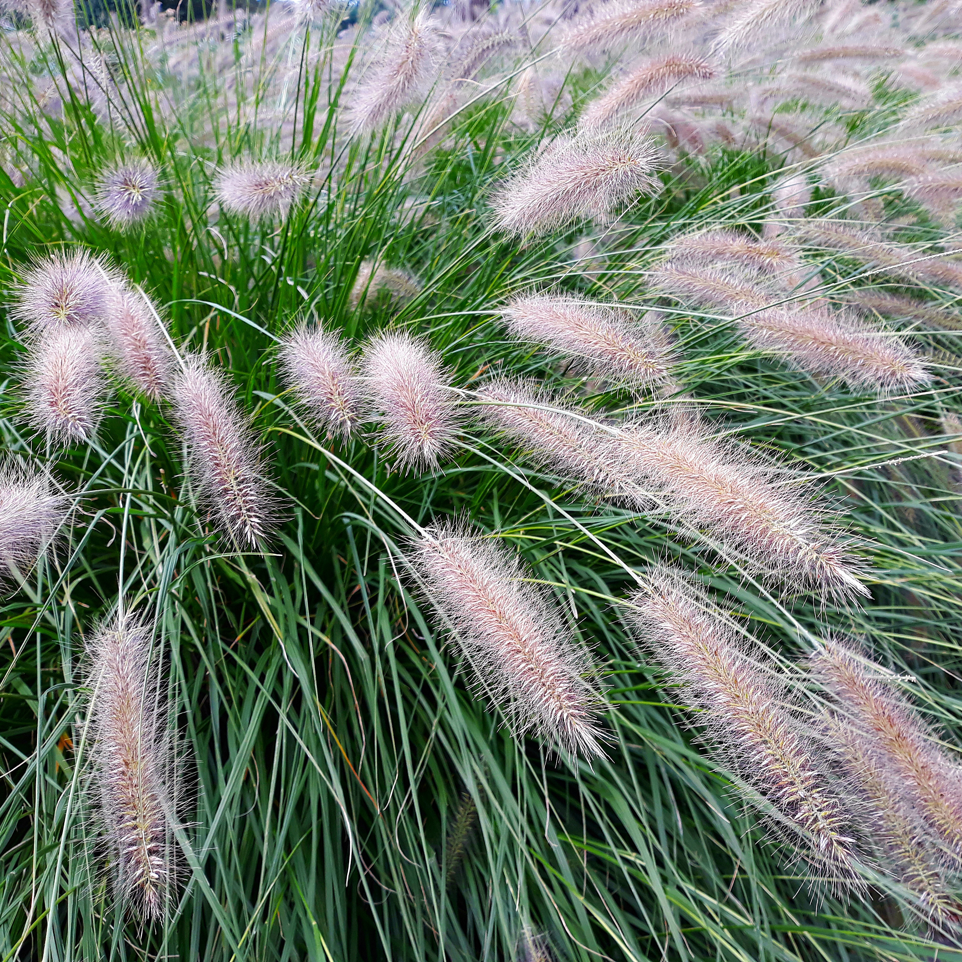 Planta Omnia Garden Lampborstgräs Hameln
