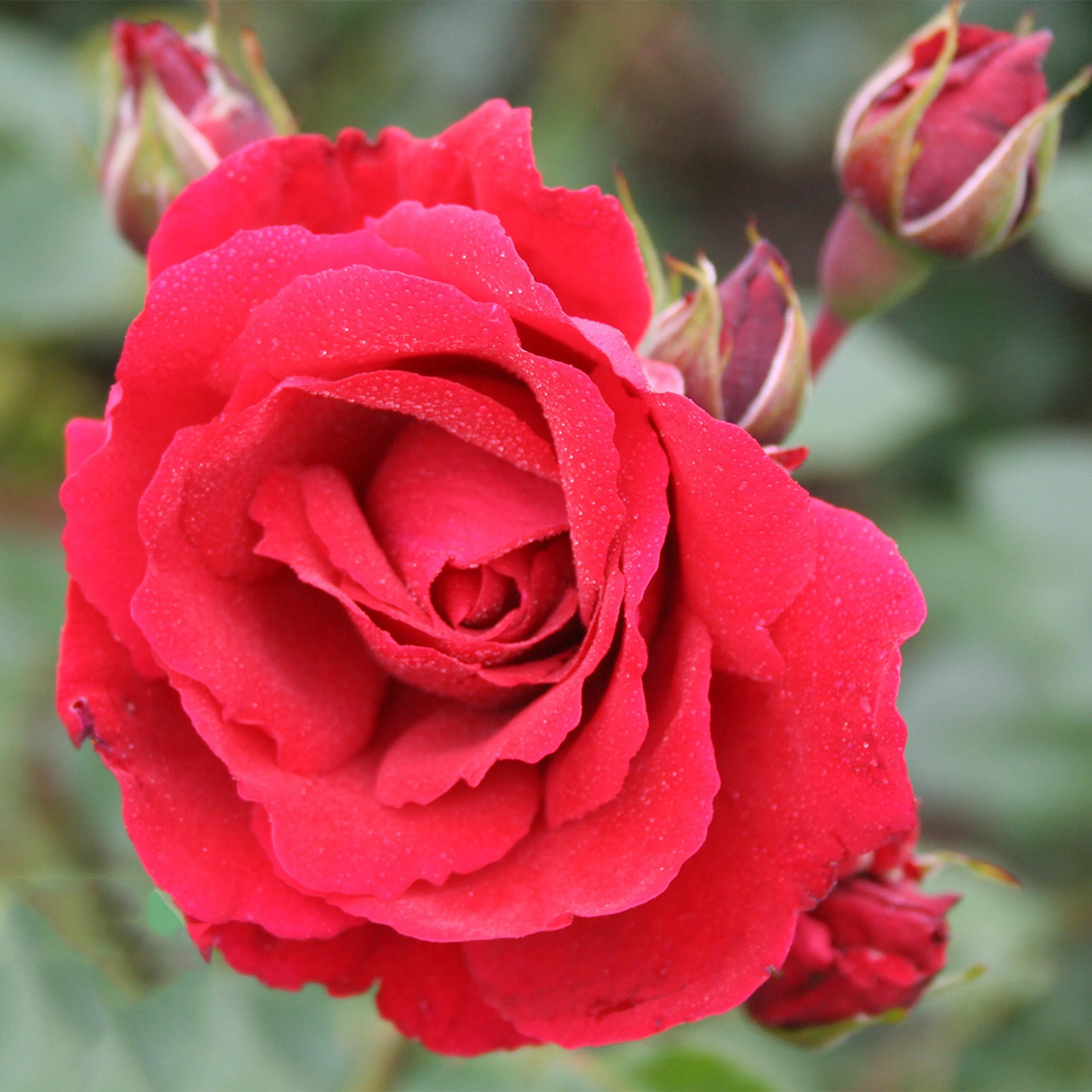 Rosa "Sympathie", 1-pack 1-pack