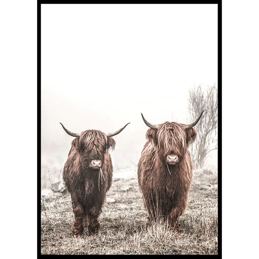 Poster Gallerix Scottish Highlanders No3