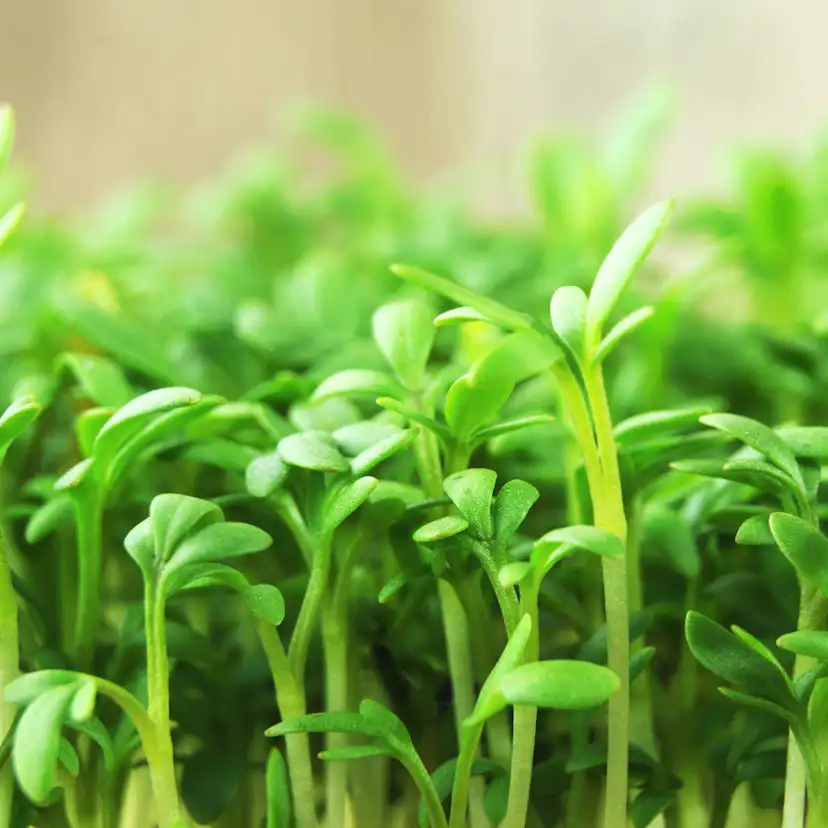 Odlingsmatta Turfquick Krasse