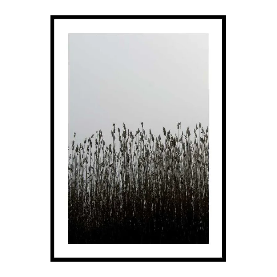 Poster Gallerix Finest Reed