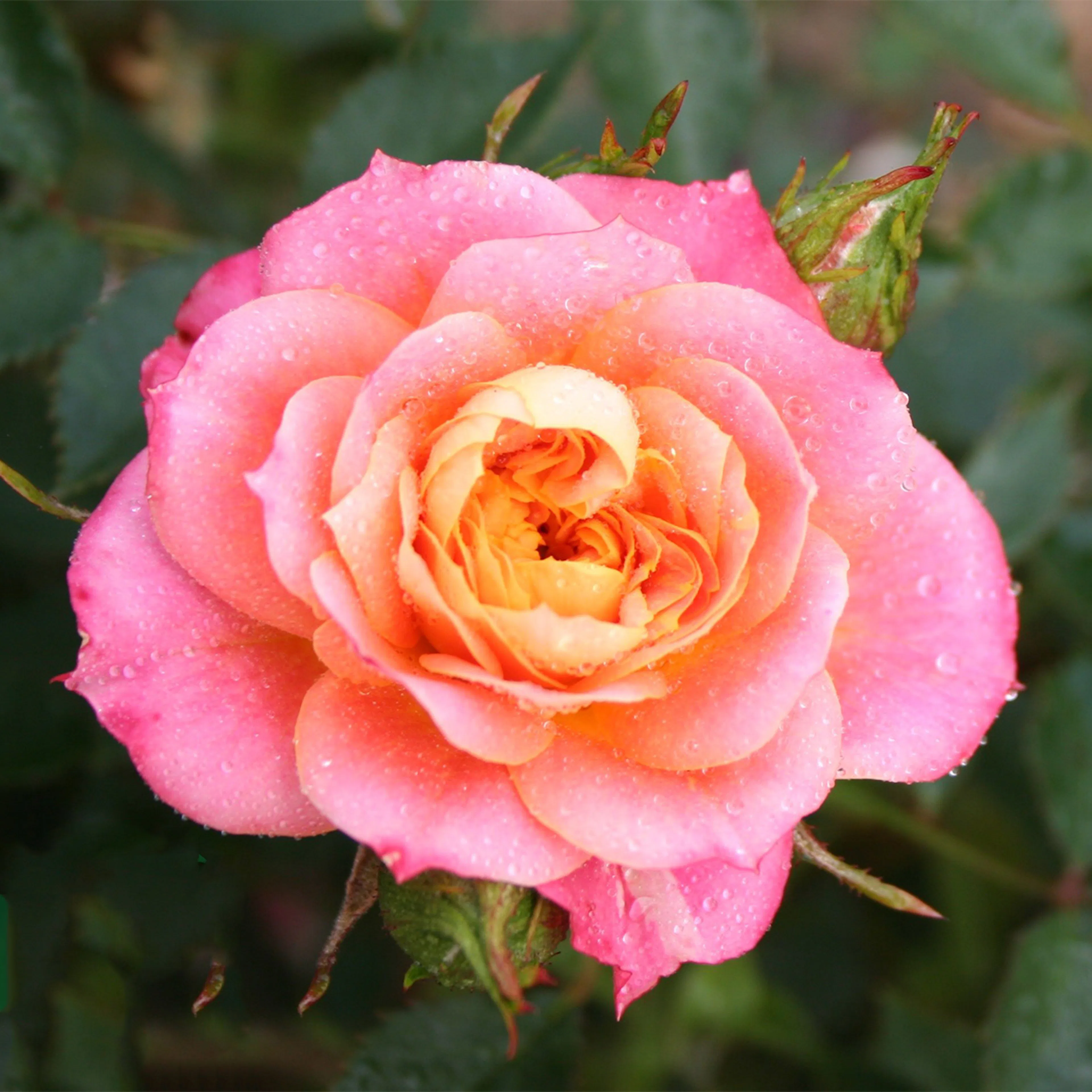 Rosa "Mandarin", 1-pack 1-pack