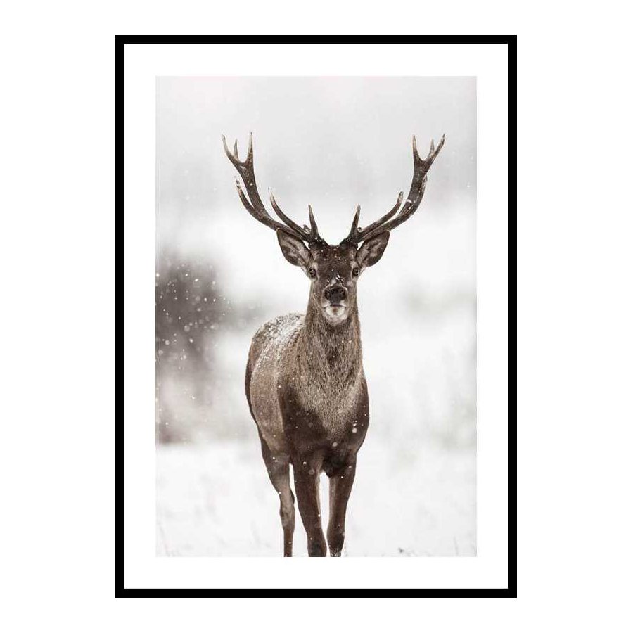 Majestic Red Deer 50x70 cm