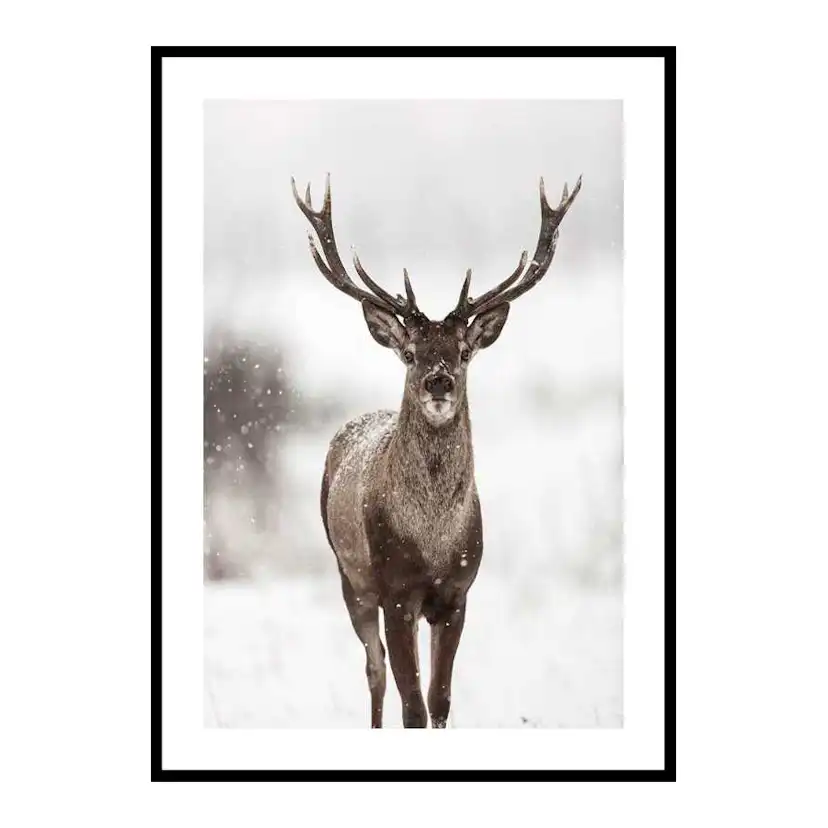 Majestic Red Deer 50x70 cm