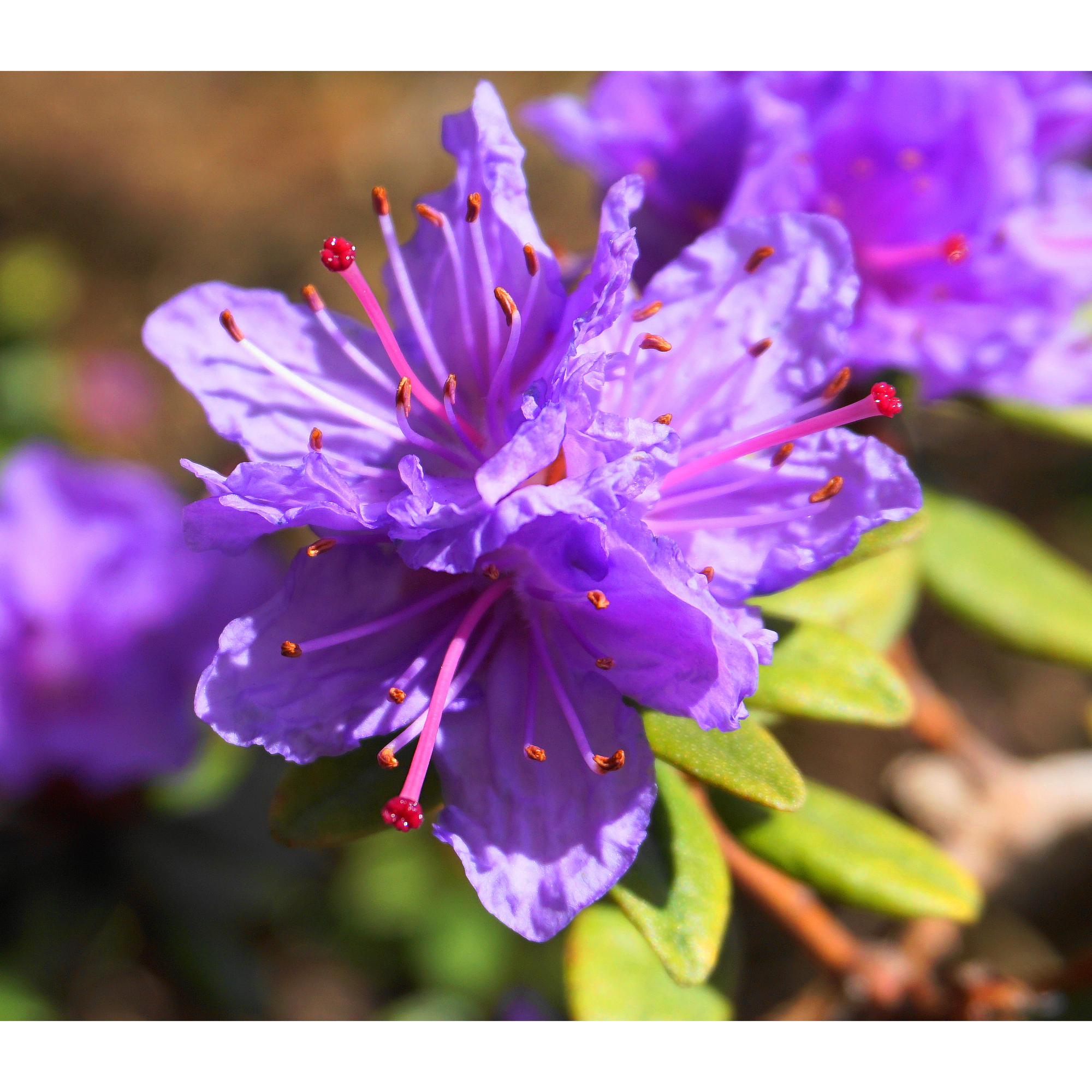 Rhododendron Tuvalpros Omnia Garden Ramapo 20-25 cm