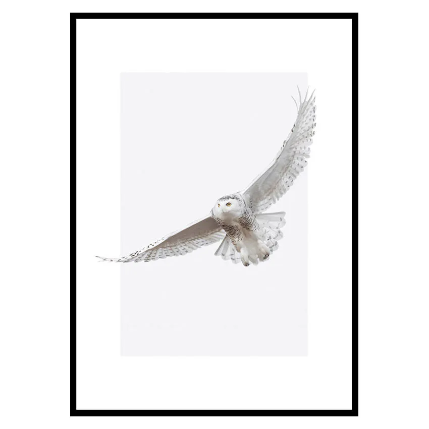 Poster Gallerix White Owl