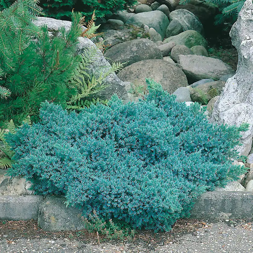Himalaya-en Omnia Garden Bluestar 20-25 cm