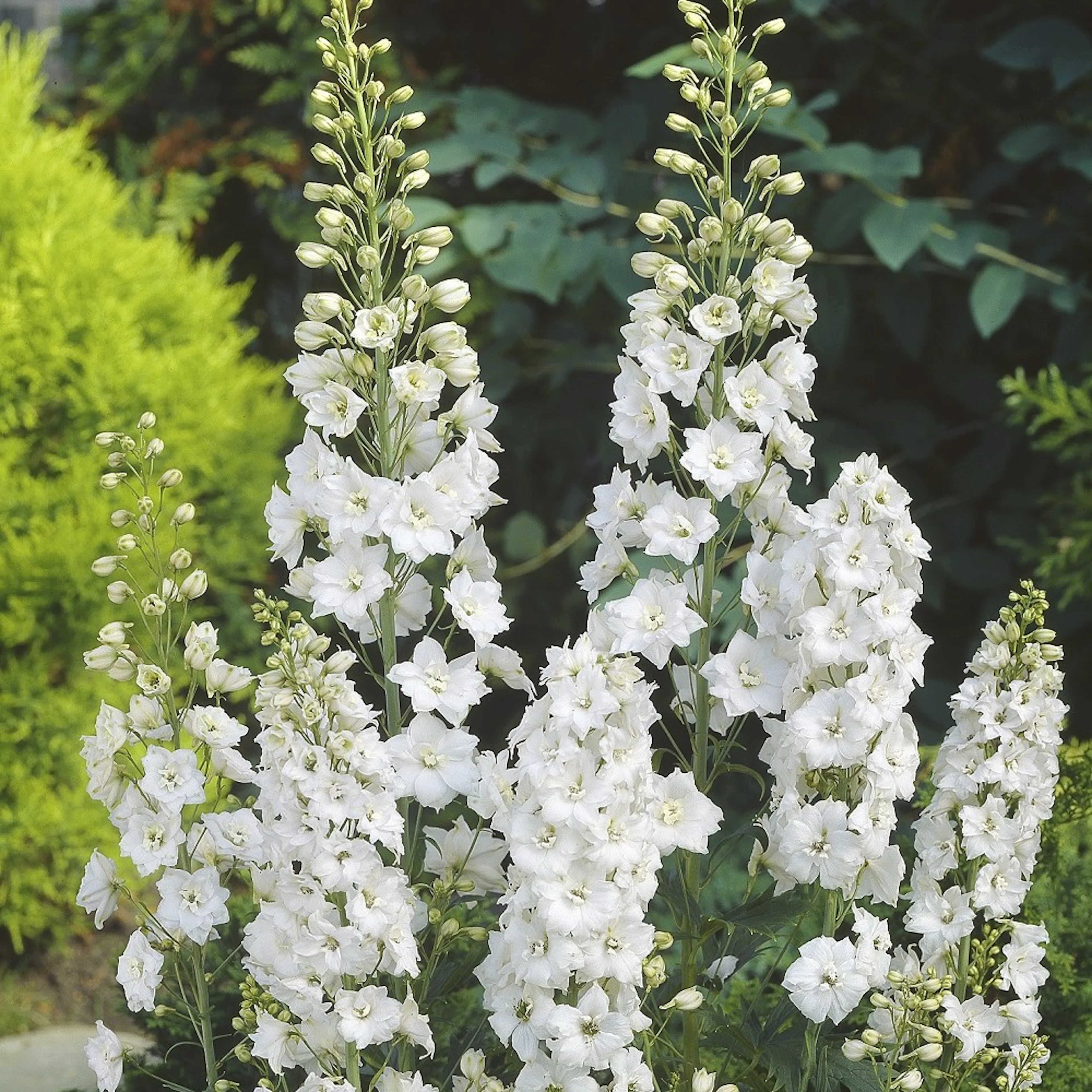 Planta Omnia Garden Trädgårdsriddarsporre Galahard
