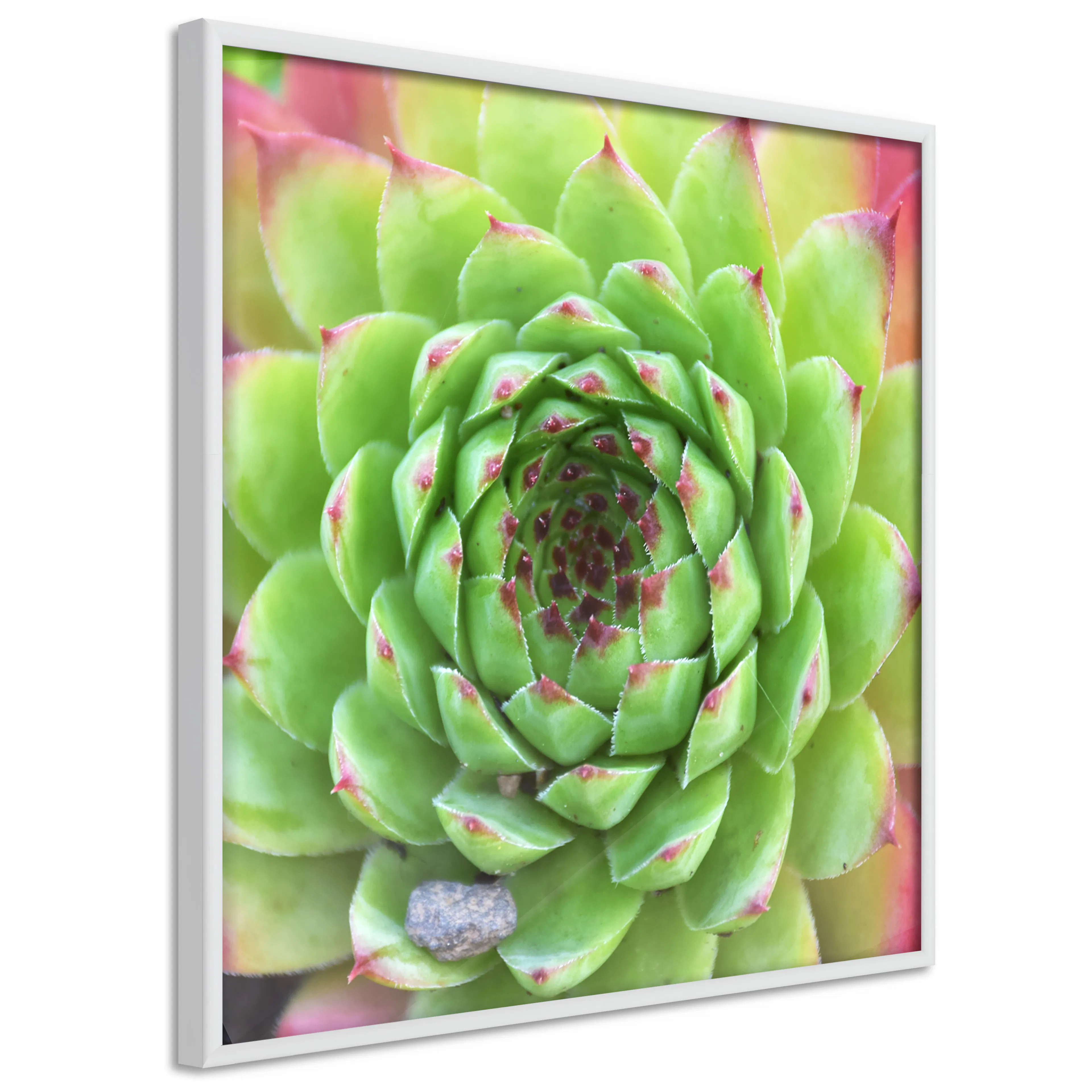 Poster Artgeist Affisch Succulent