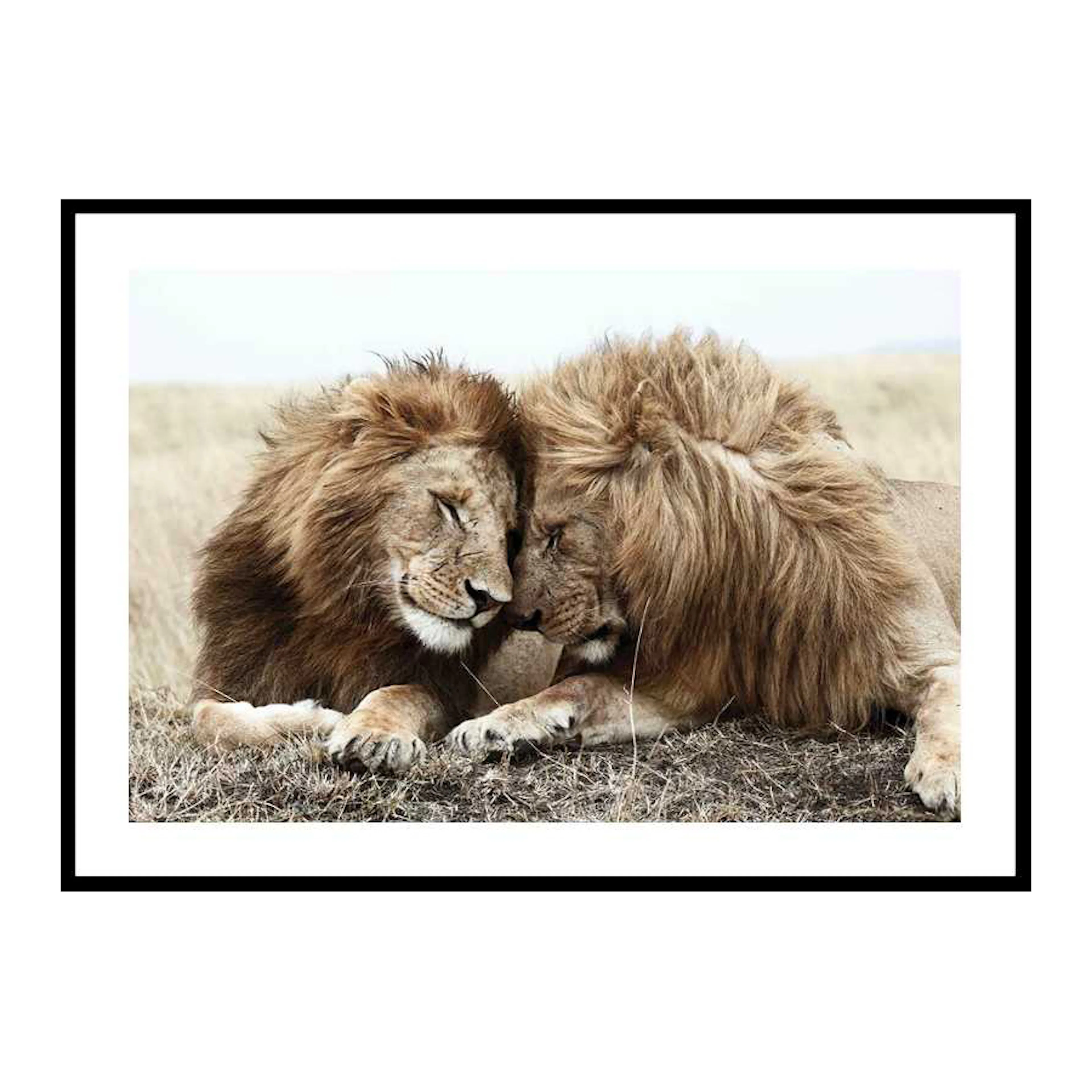 Lion Bothers 30x40 cm