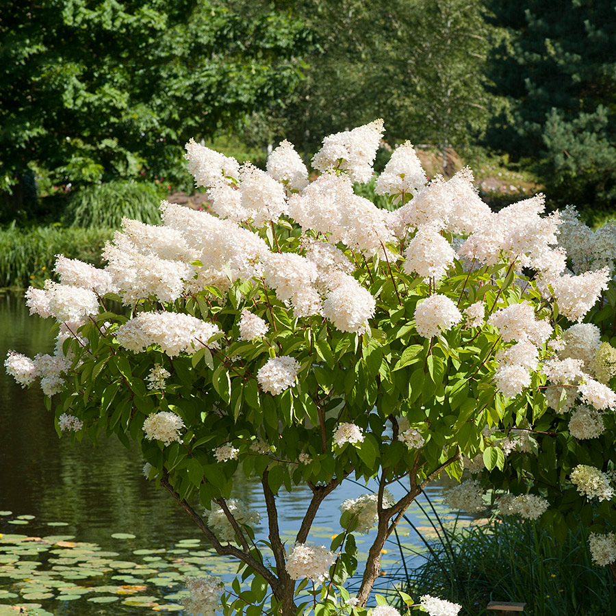 Prydnadsträd Omnia Garden Vit Hortensia - Uppstammad Syrenhortensia, 80-100 cm