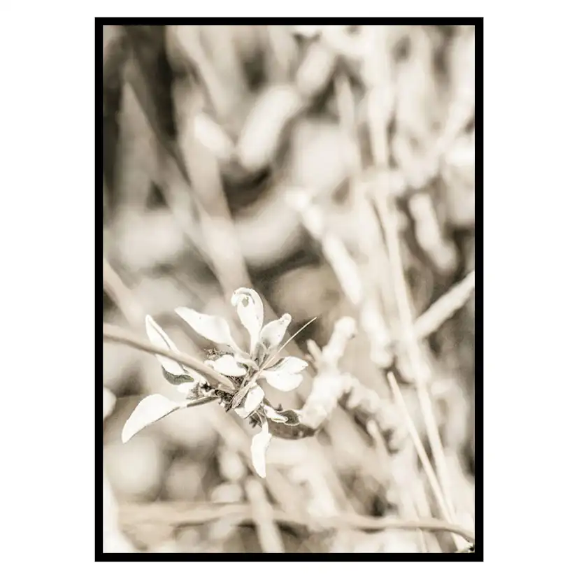 Poster Gallerix Dried Plant No4