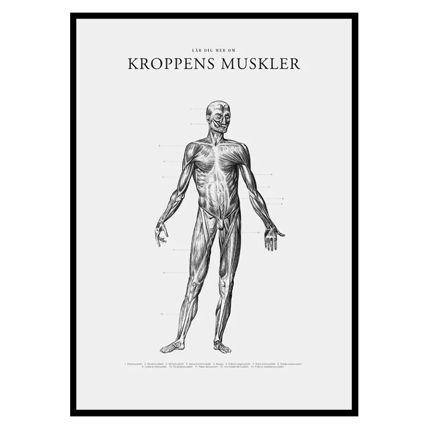 Poster Gallerix Kroppens Muskler Framsida