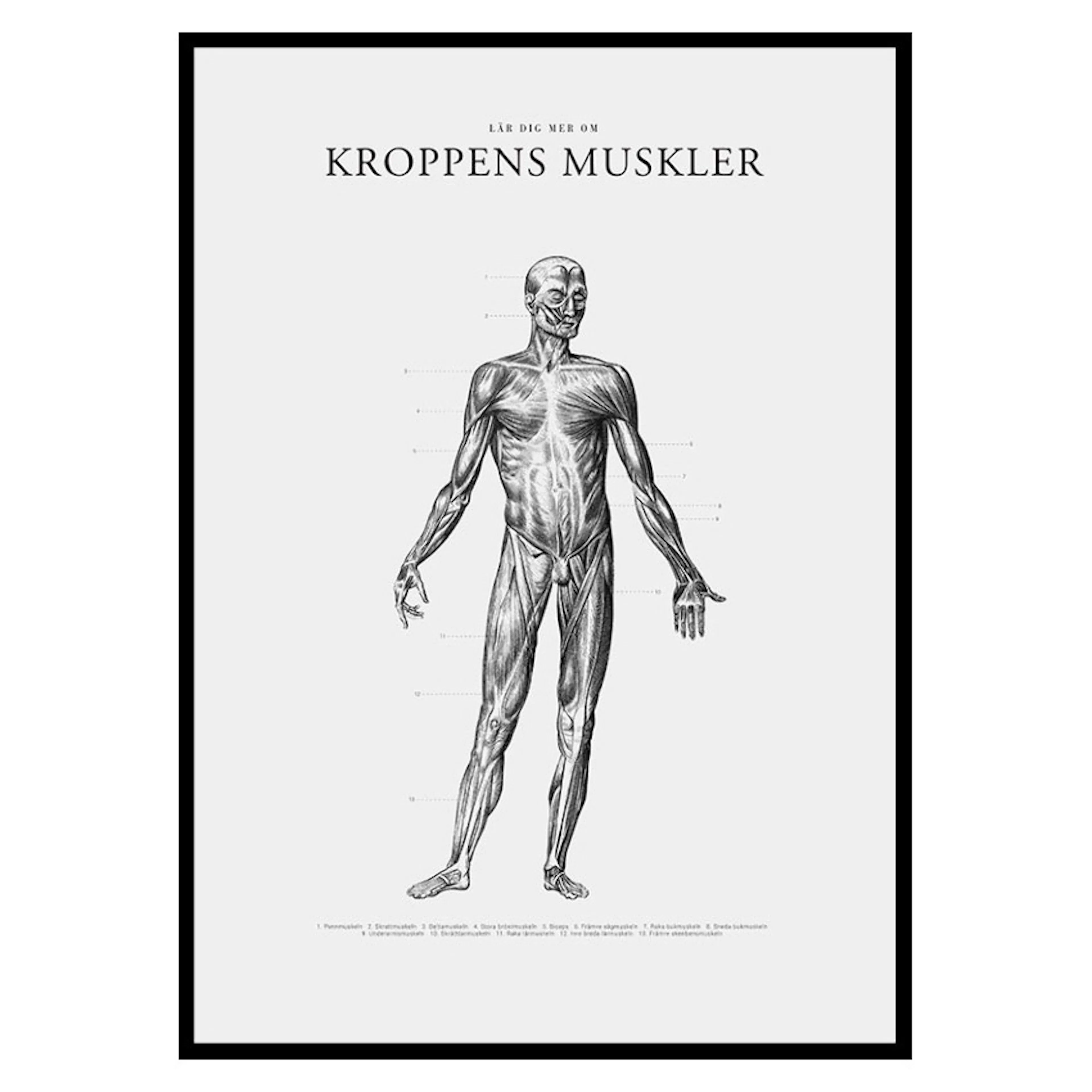 Poster Gallerix Kroppens Muskler Framsida