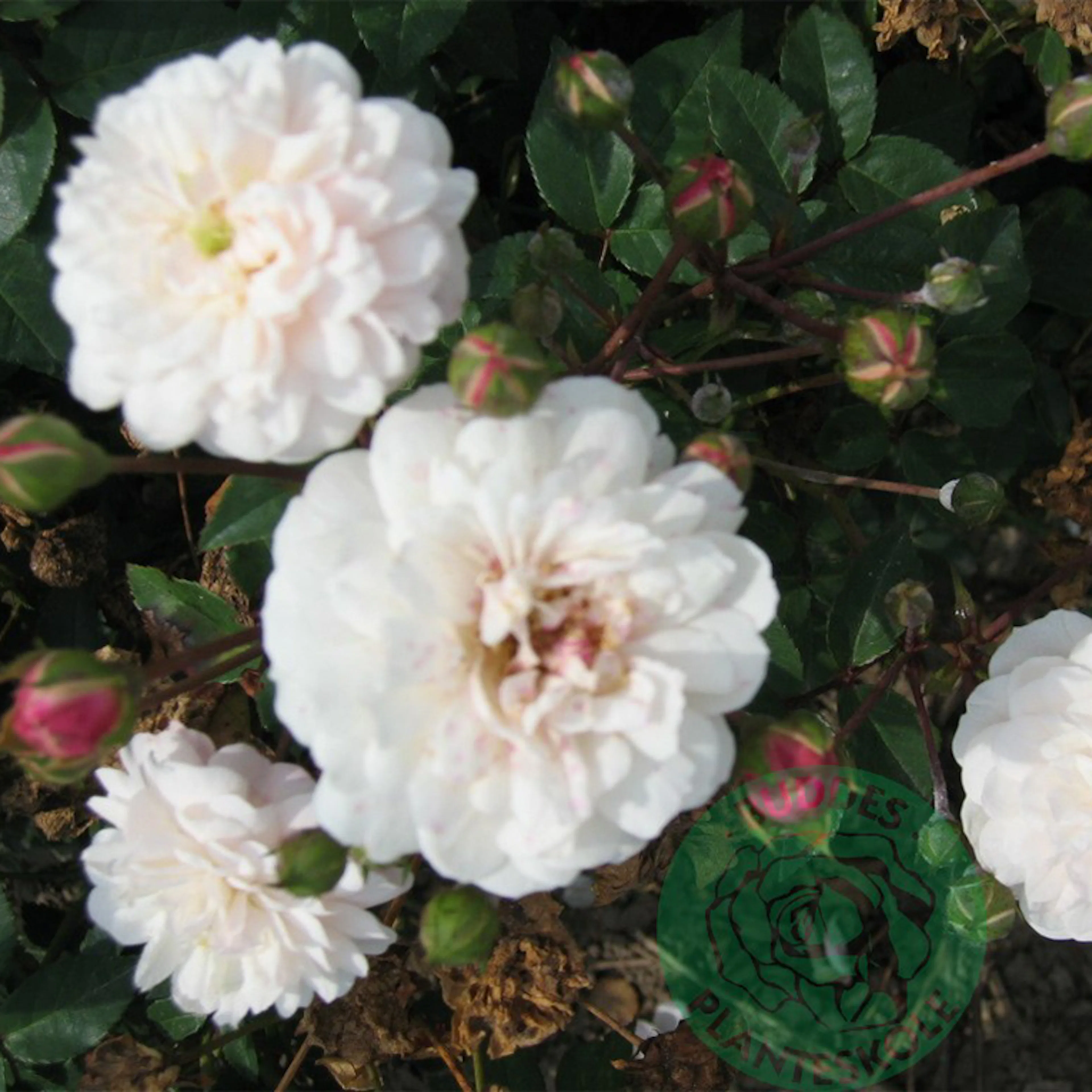 Rosa "Little White Pet", 1-pack 1-pack