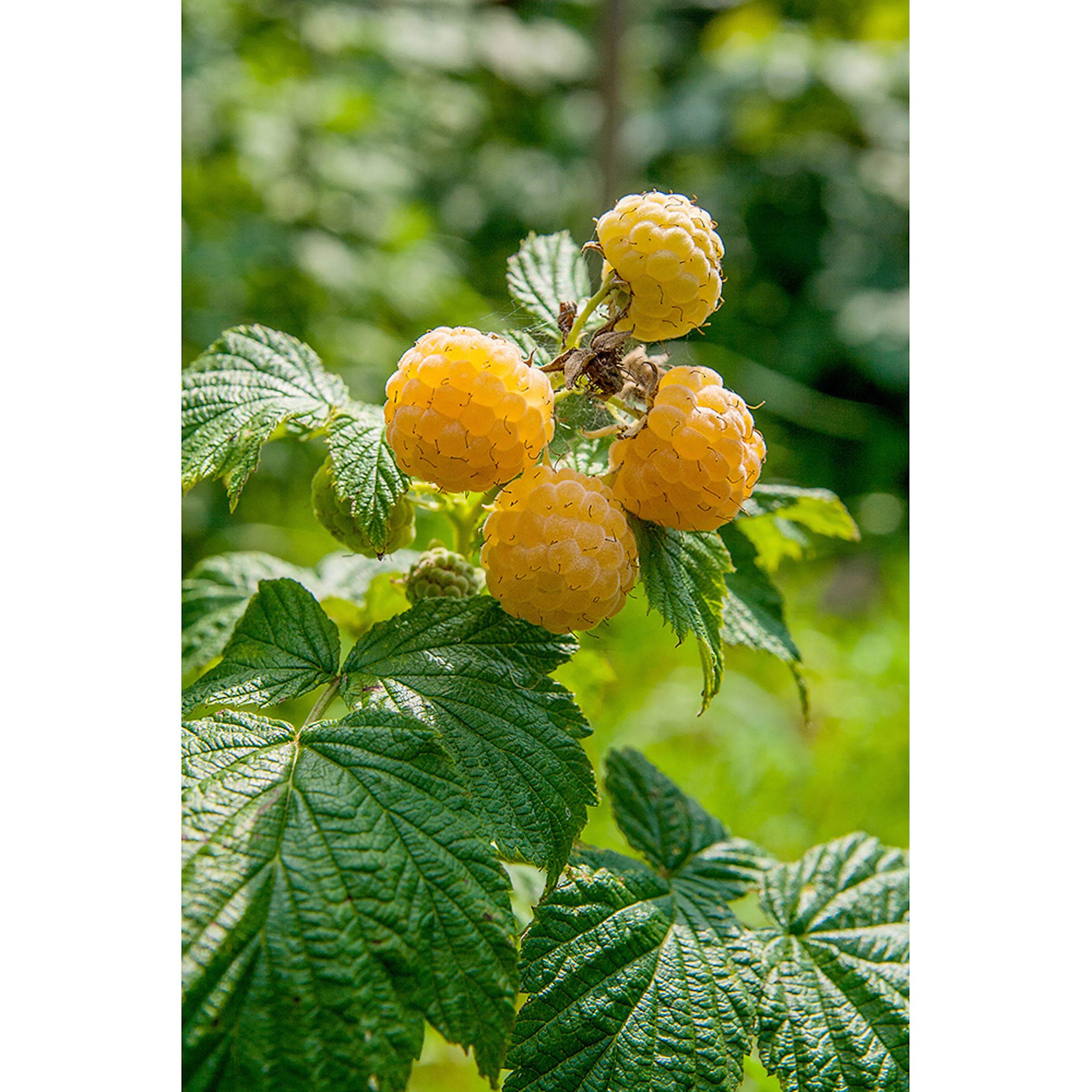 Hallon Omnia Garden Rubus Fallgold E