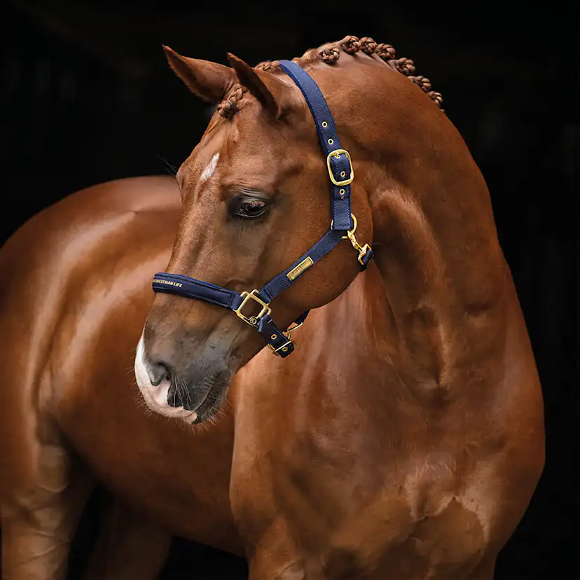 Grimma HS The Equestrian Life cob navy Marin