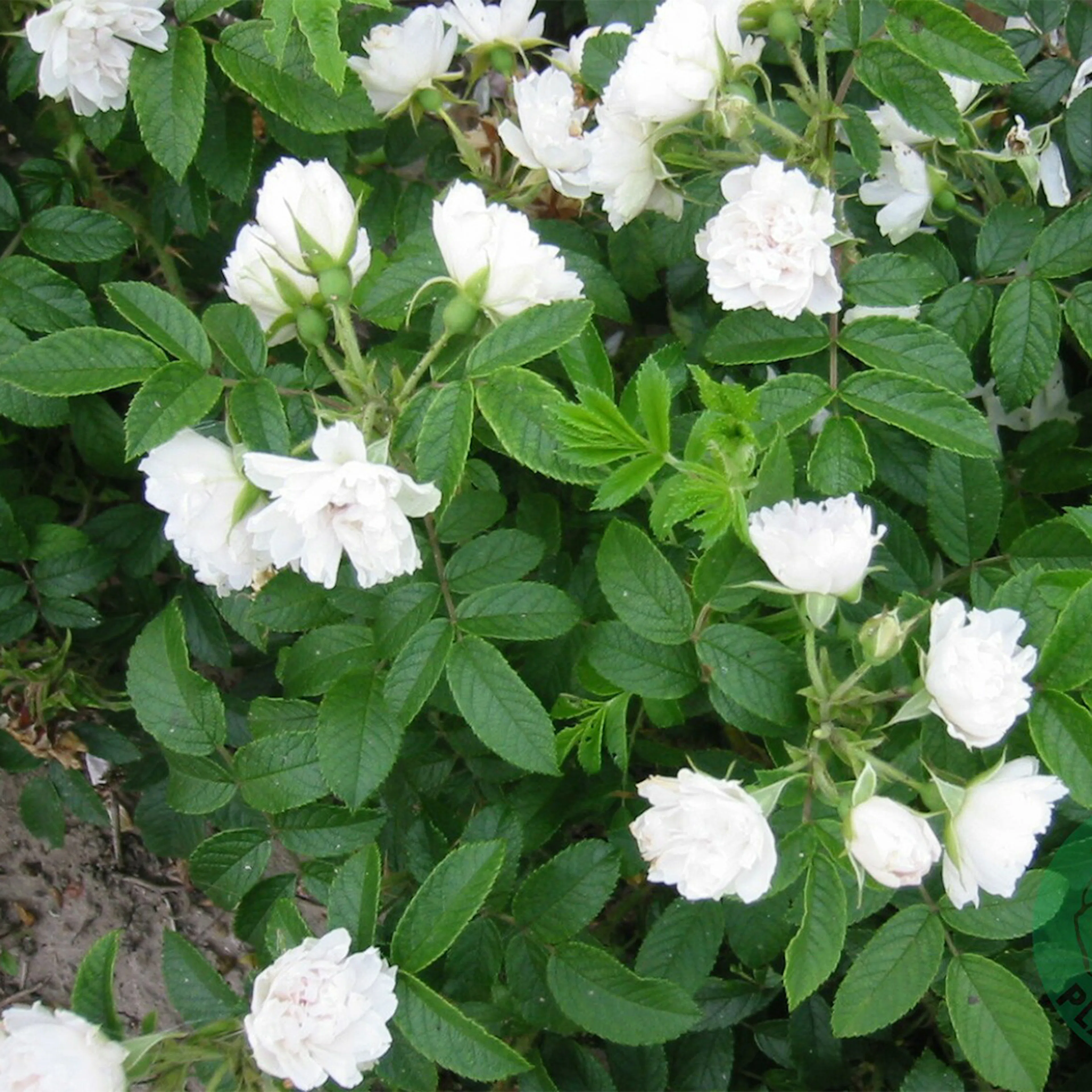Rosa "White Grootendorst", 1-pack 1-pack