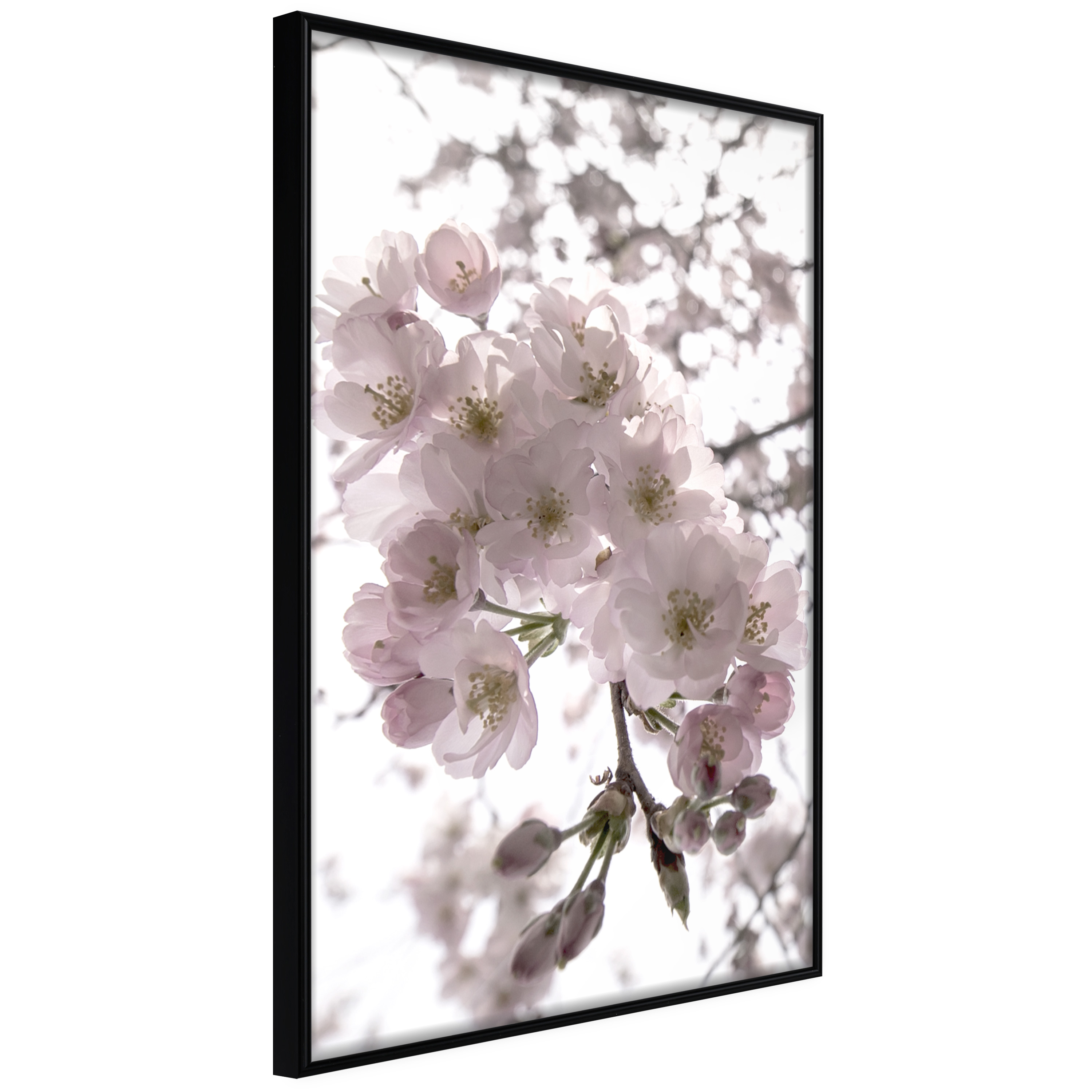 Affisch - Cherry Blossoms [Poster] 20x30 Svart ram, 20x30 cm