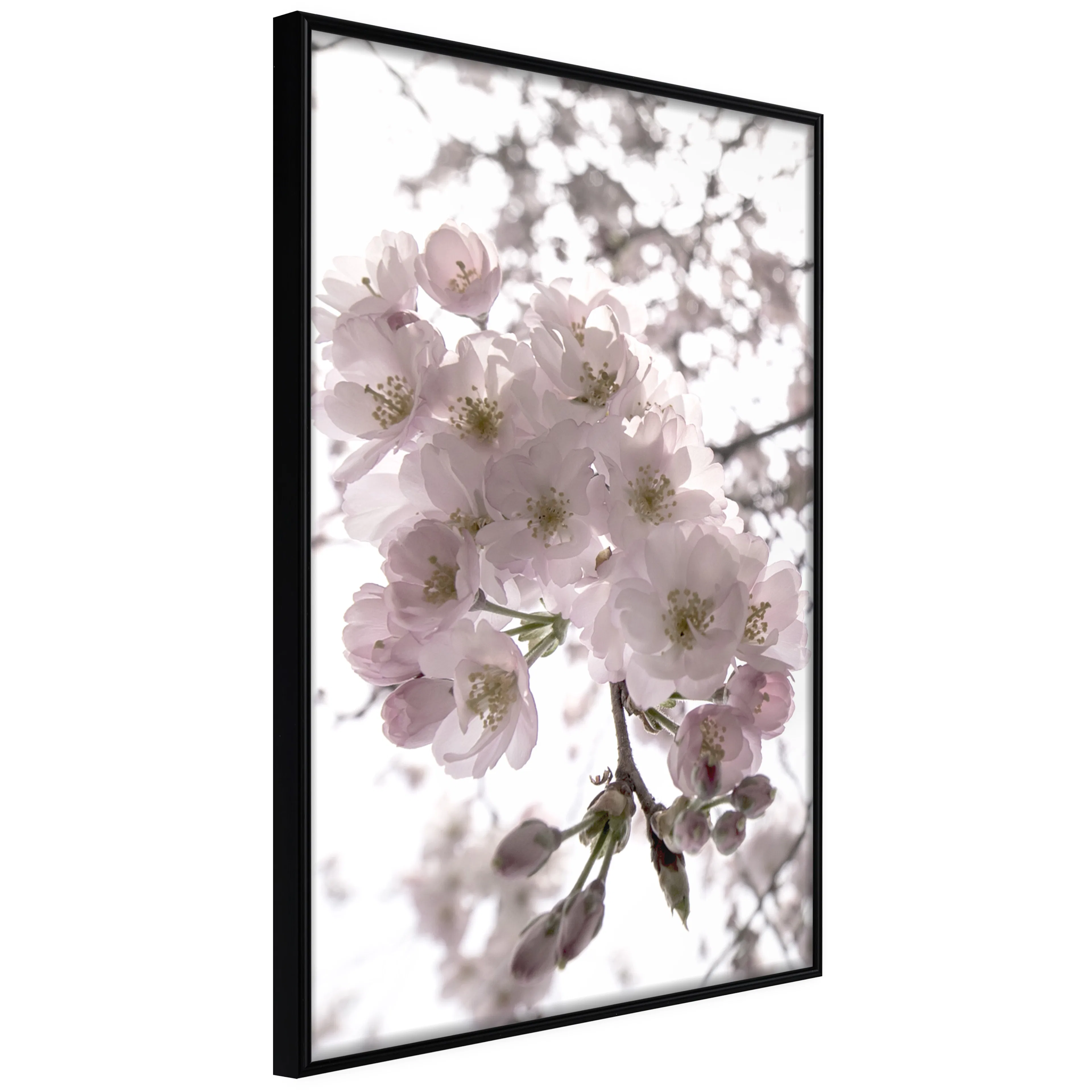 Affisch - Cherry Blossoms [Poster] 40x60 Svart ram, 40x60 cm