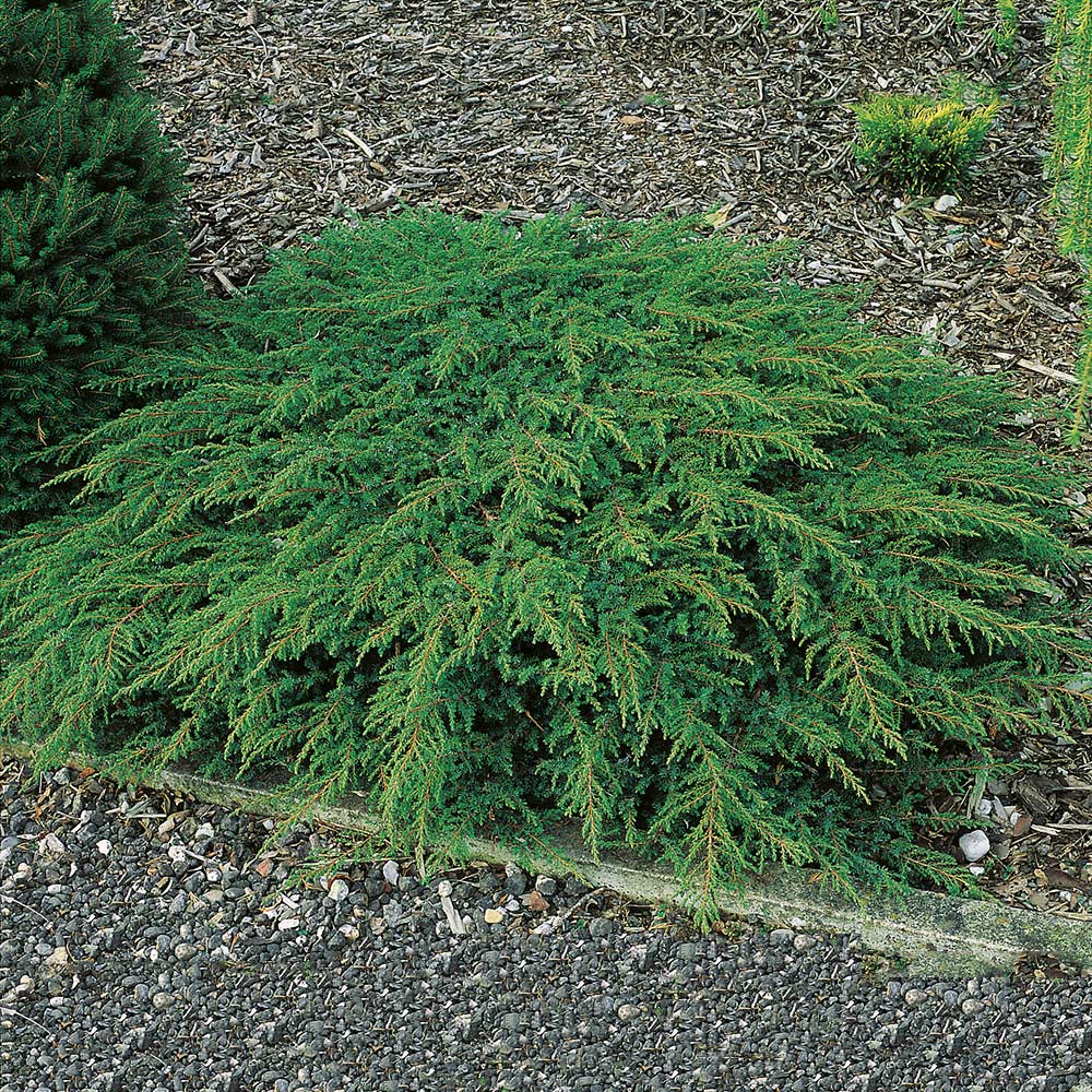 Matt-en Omnia Garden Green Carpet 30-35 cm