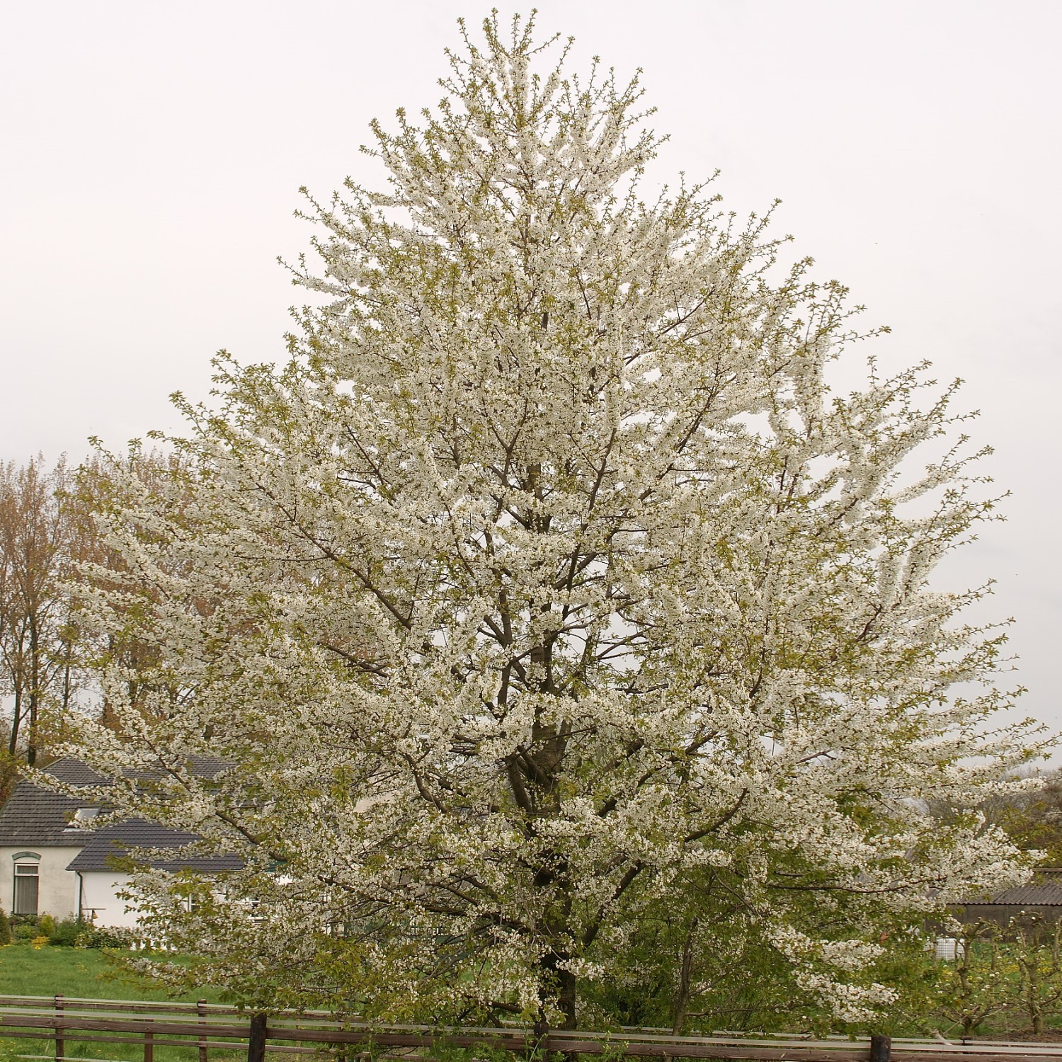 Högstamsträd Omnia Garden Sötkörsbär Fågelbär 300-400 cm