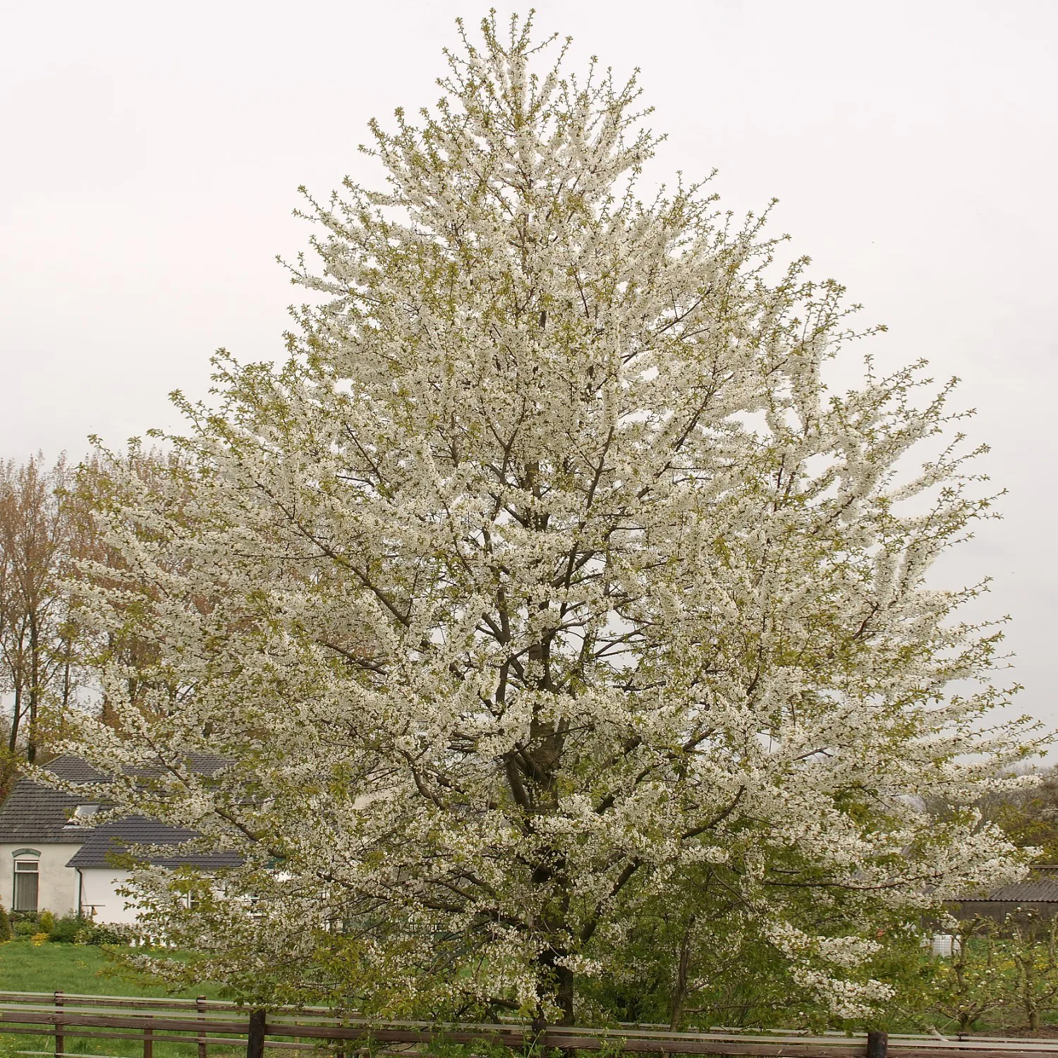 Högstamsträd Omnia Garden Sötkörsbär Fågelbär 300-400 cm
