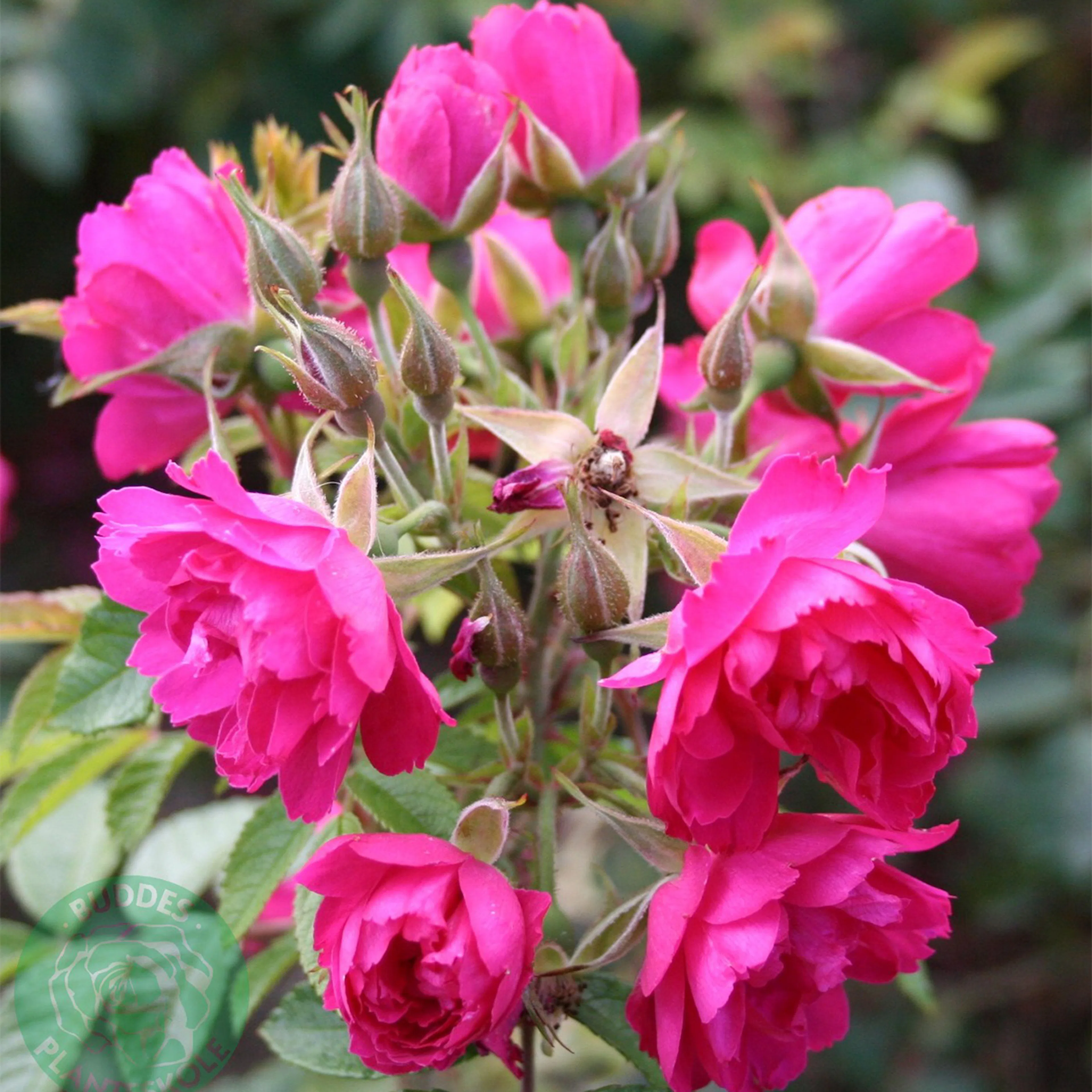 Rosa "Fj. Grootendorst", 5-pack 5-pack