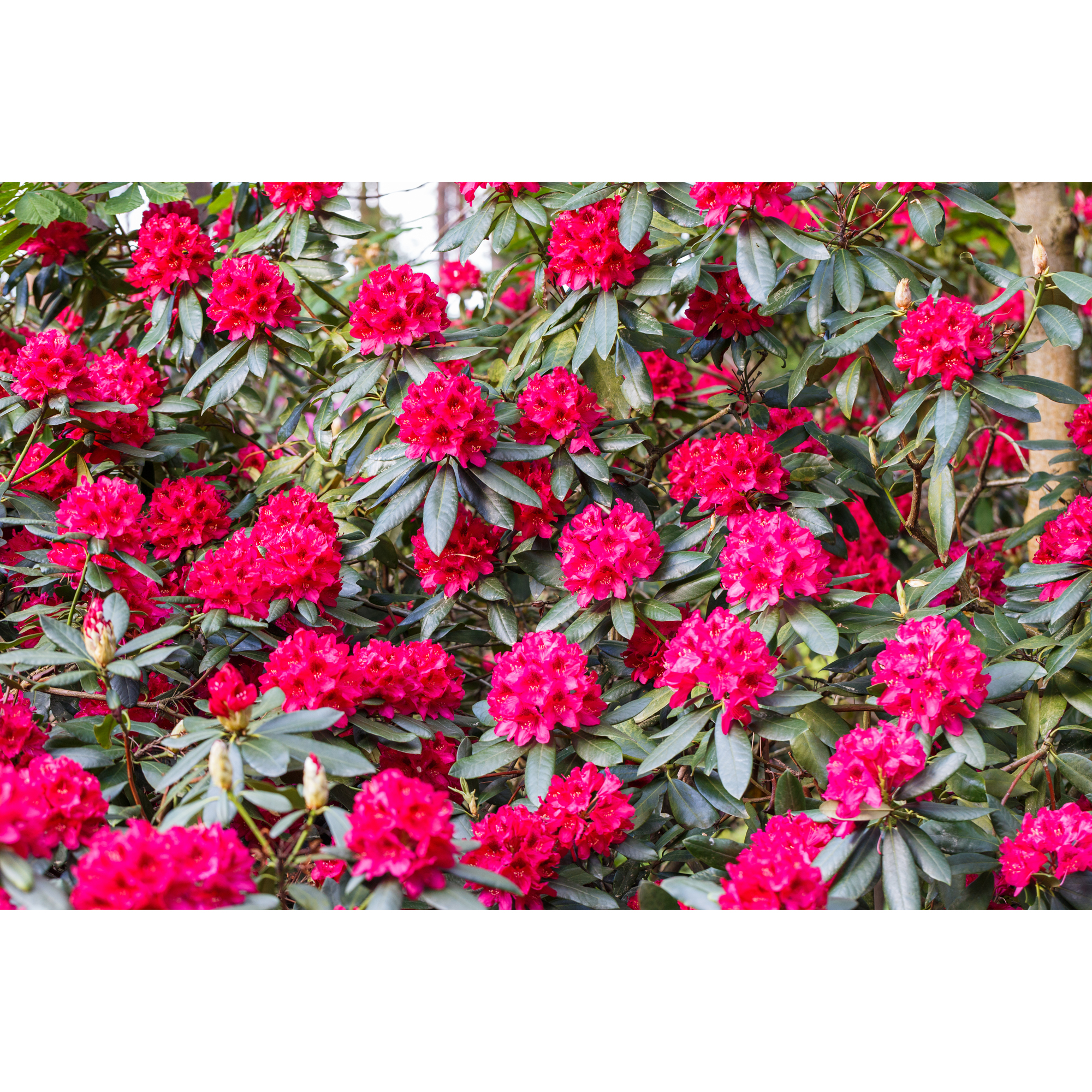 Rhododendron Omnia Garden Nova Zembla