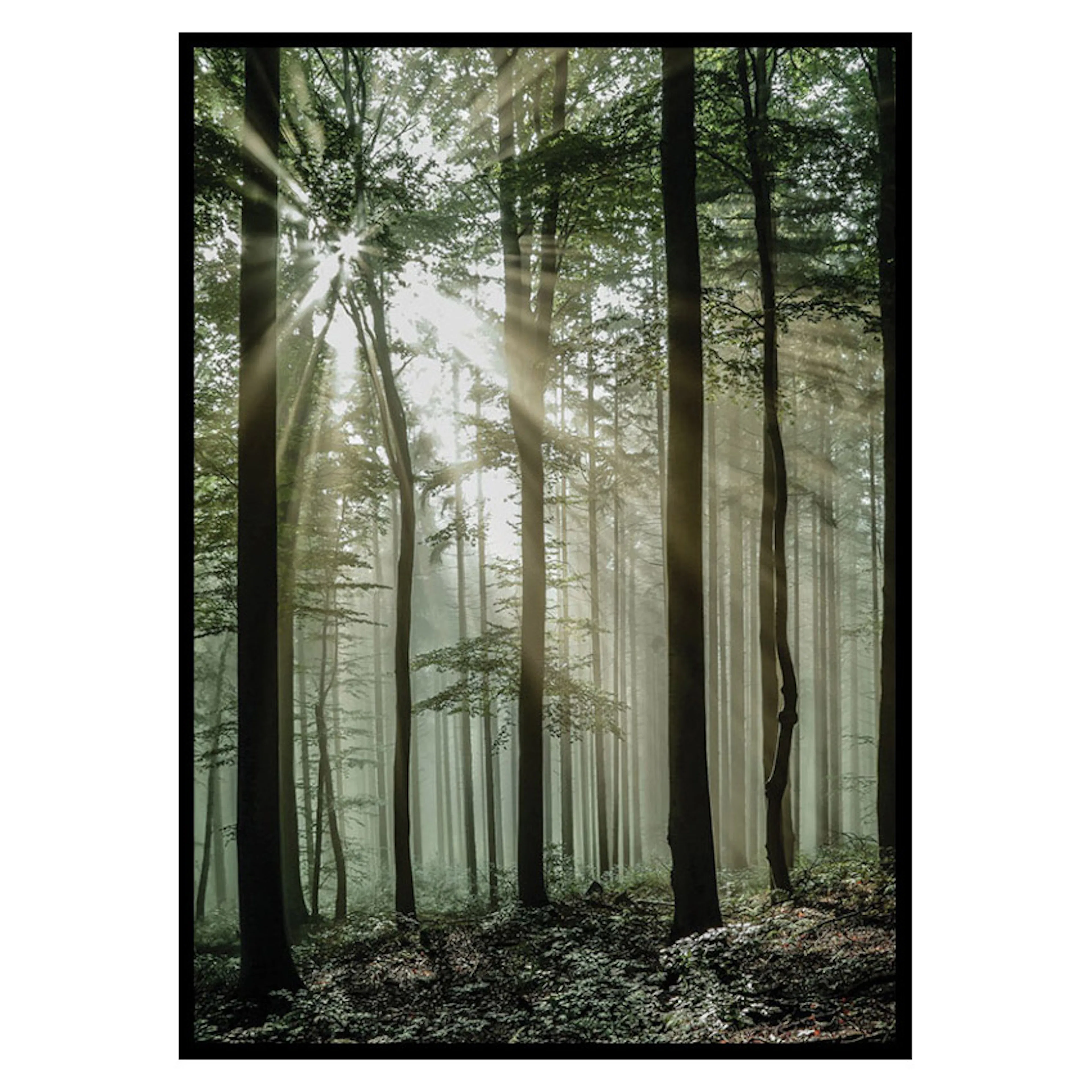 Poster Gallerix Light Through Trees