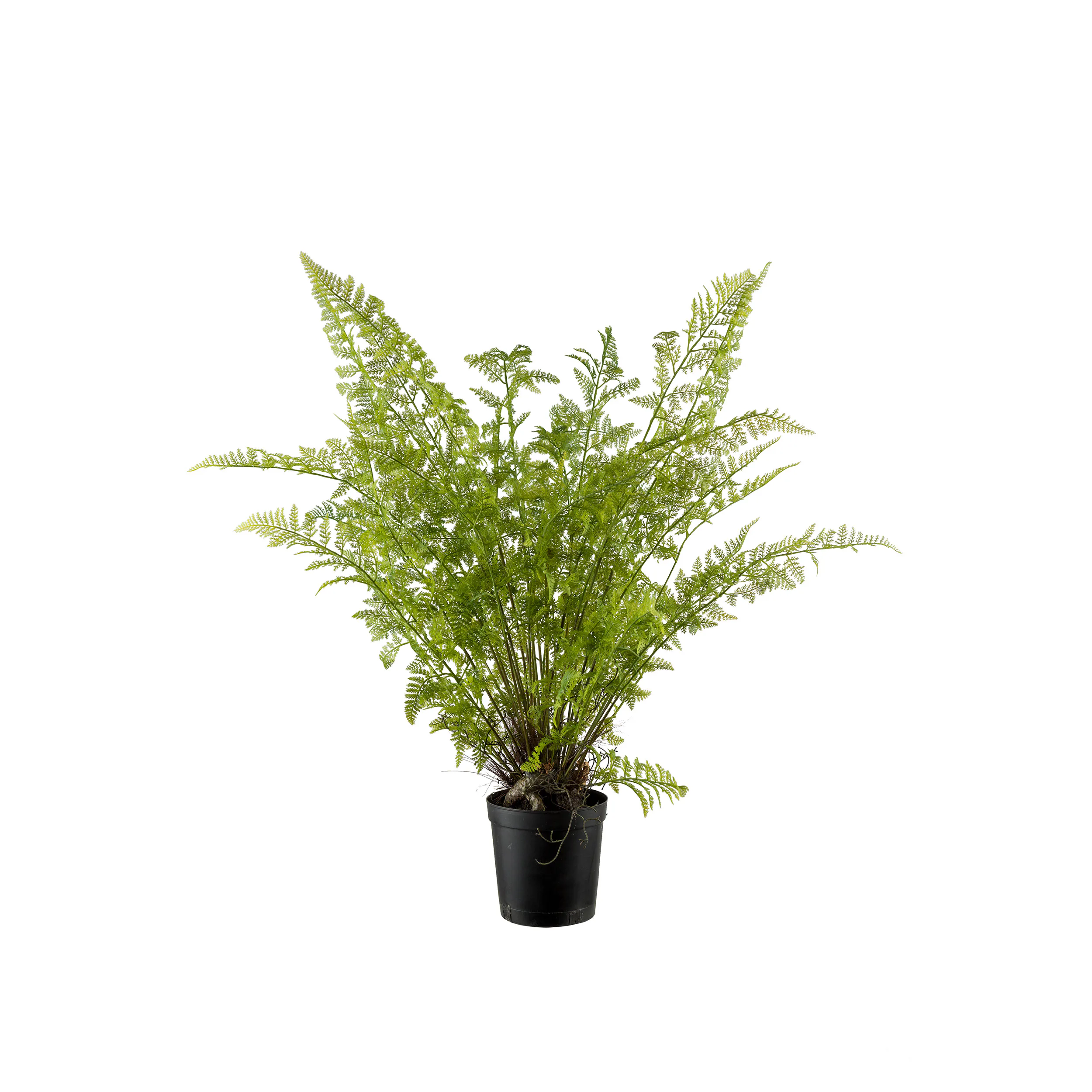 Konstväxt Mr Plant Ormbunke 80-90